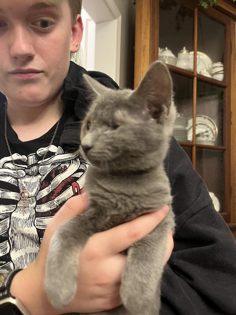 Enlarge Steve Rogers, a ADOPTABLE Domestic Short Hair in Little River, SC image 1/6