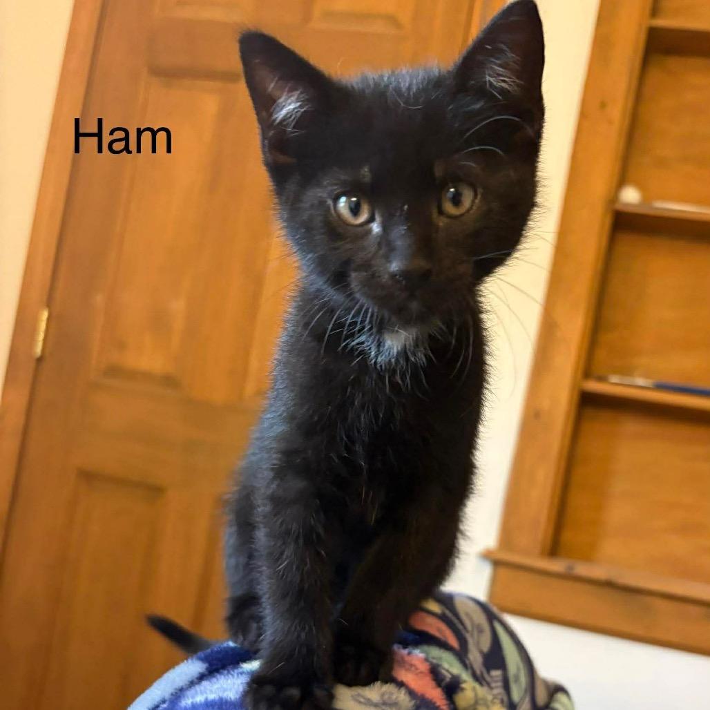 Ham, a Adoptable Domestic Short Hair in Chillicothe, IL image 1/2