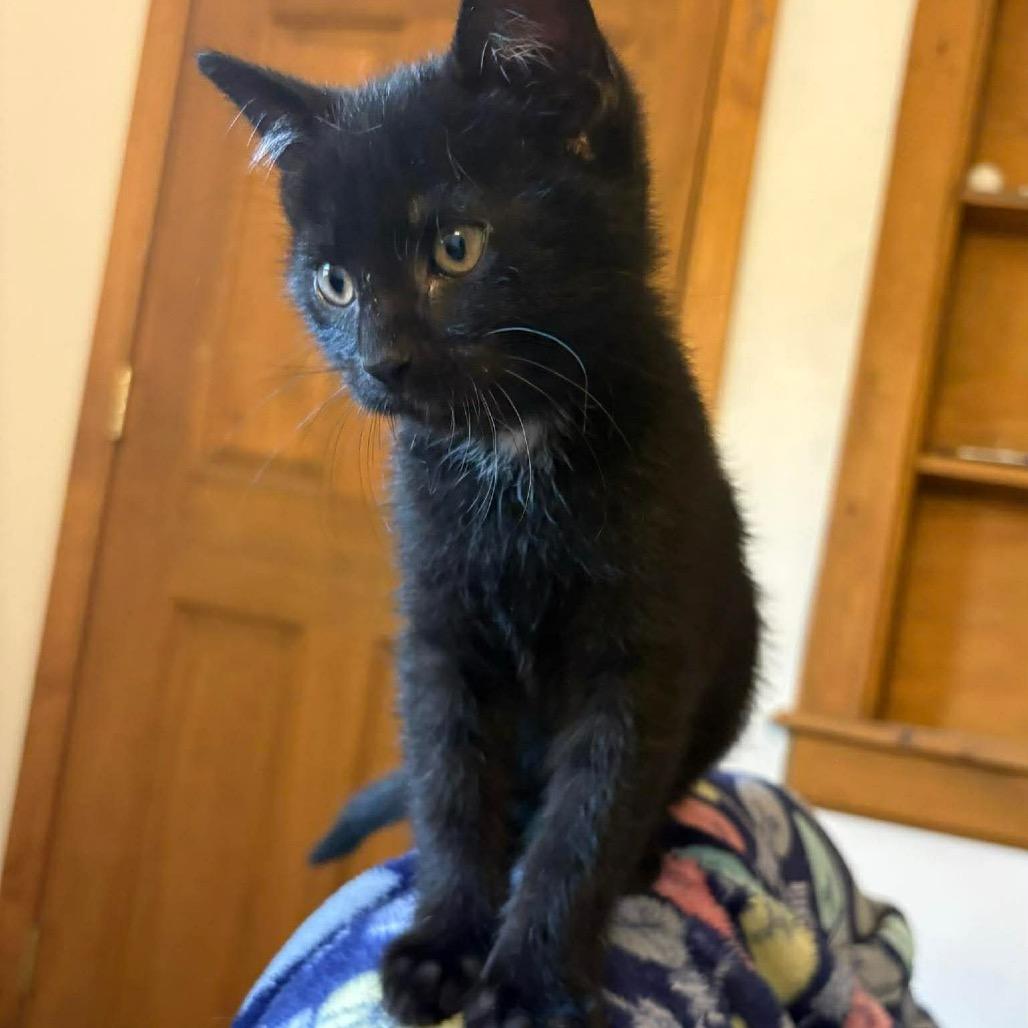 Ham, a Adoptable Domestic Short Hair in Chillicothe, IL image 2/2