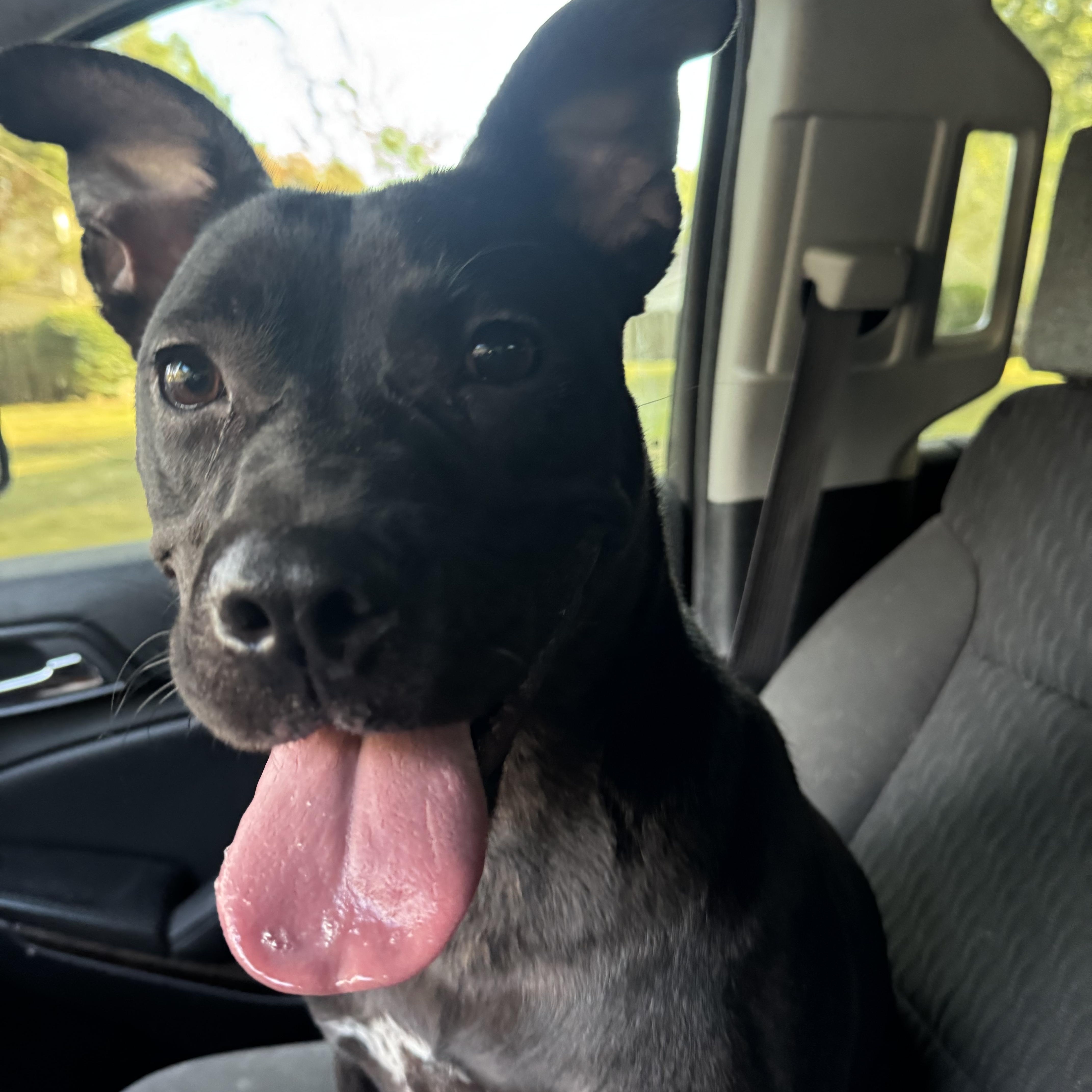 Quentin, ADOPTABLE, Adult Male Pit Bull Terrier & Labrador Retriever.