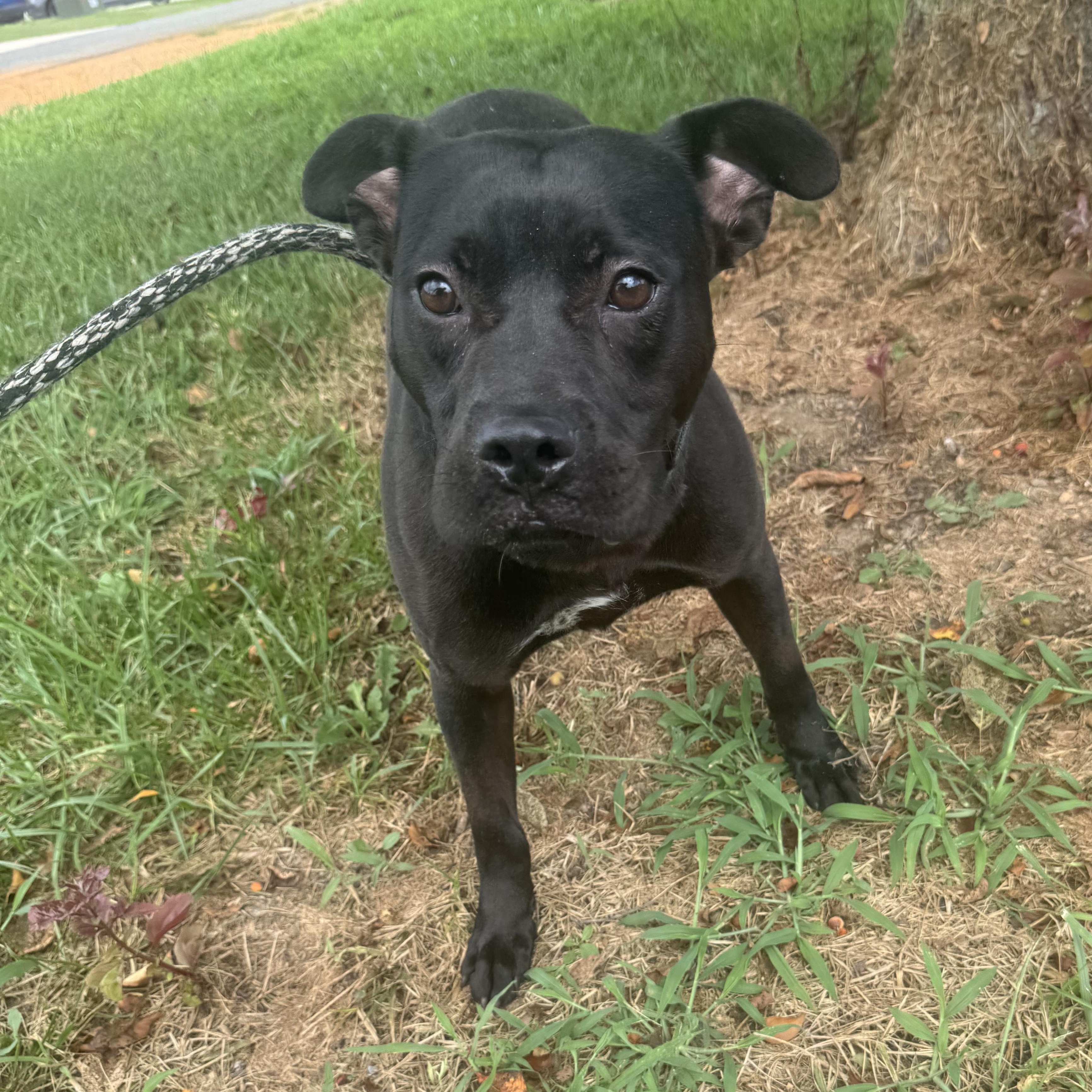 Enlarge Quentin, a ADOPTABLE mixed breed in Huntersville , NC image 2/4