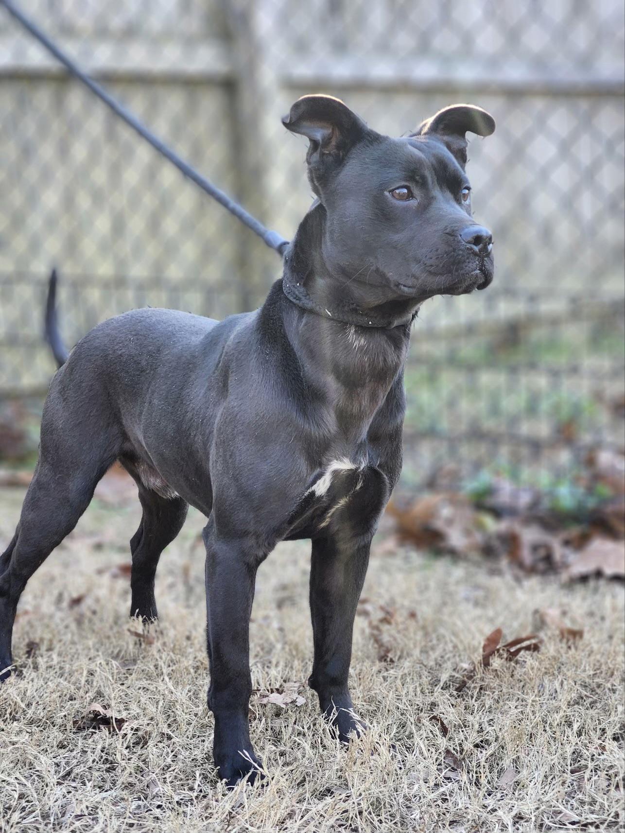 Enlarge Quentin, a ADOPTABLE mixed breed in Huntersville , NC image 3/4