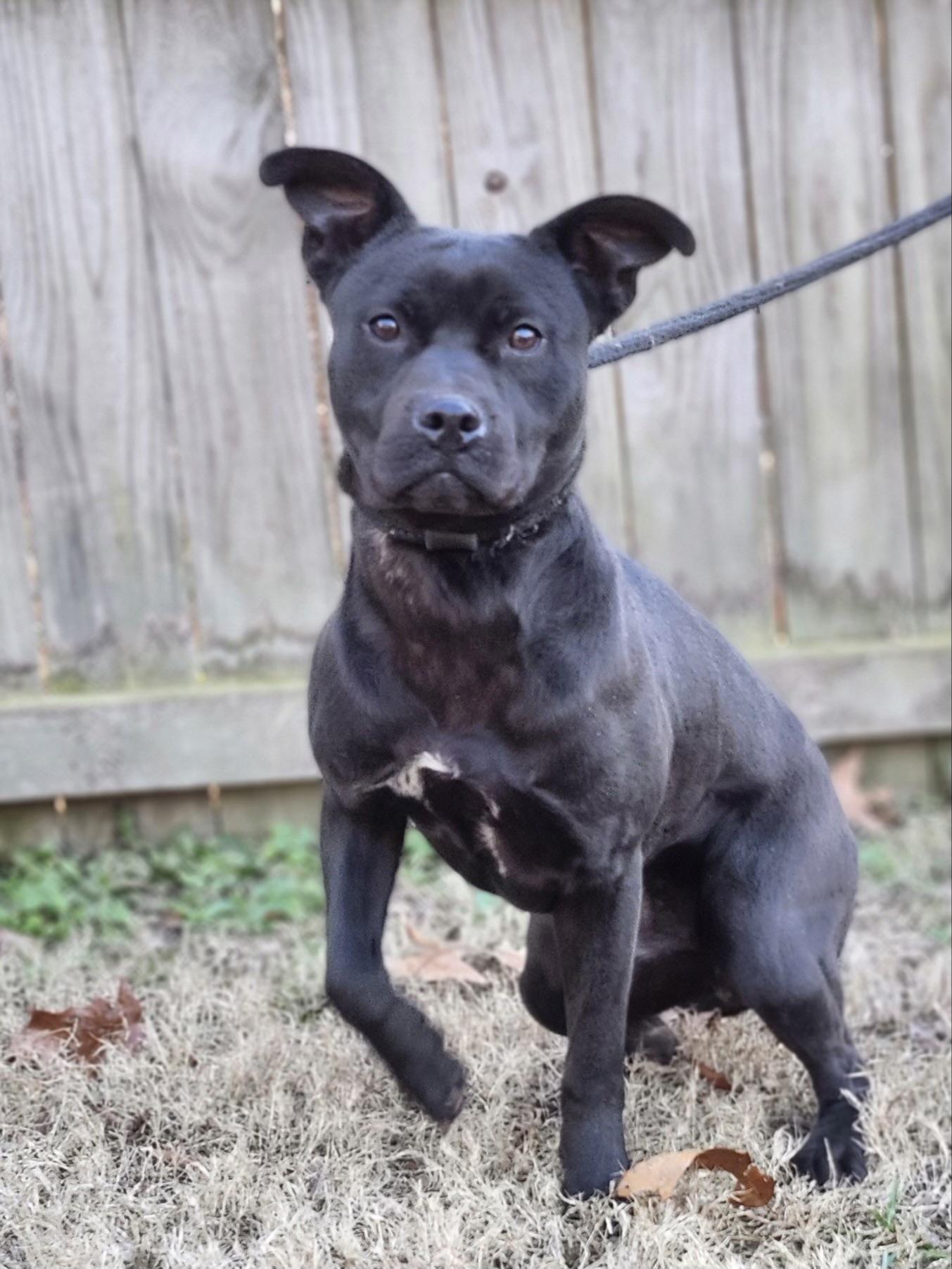 Enlarge Quentin, a ADOPTABLE mixed breed in Huntersville , NC image 4/4