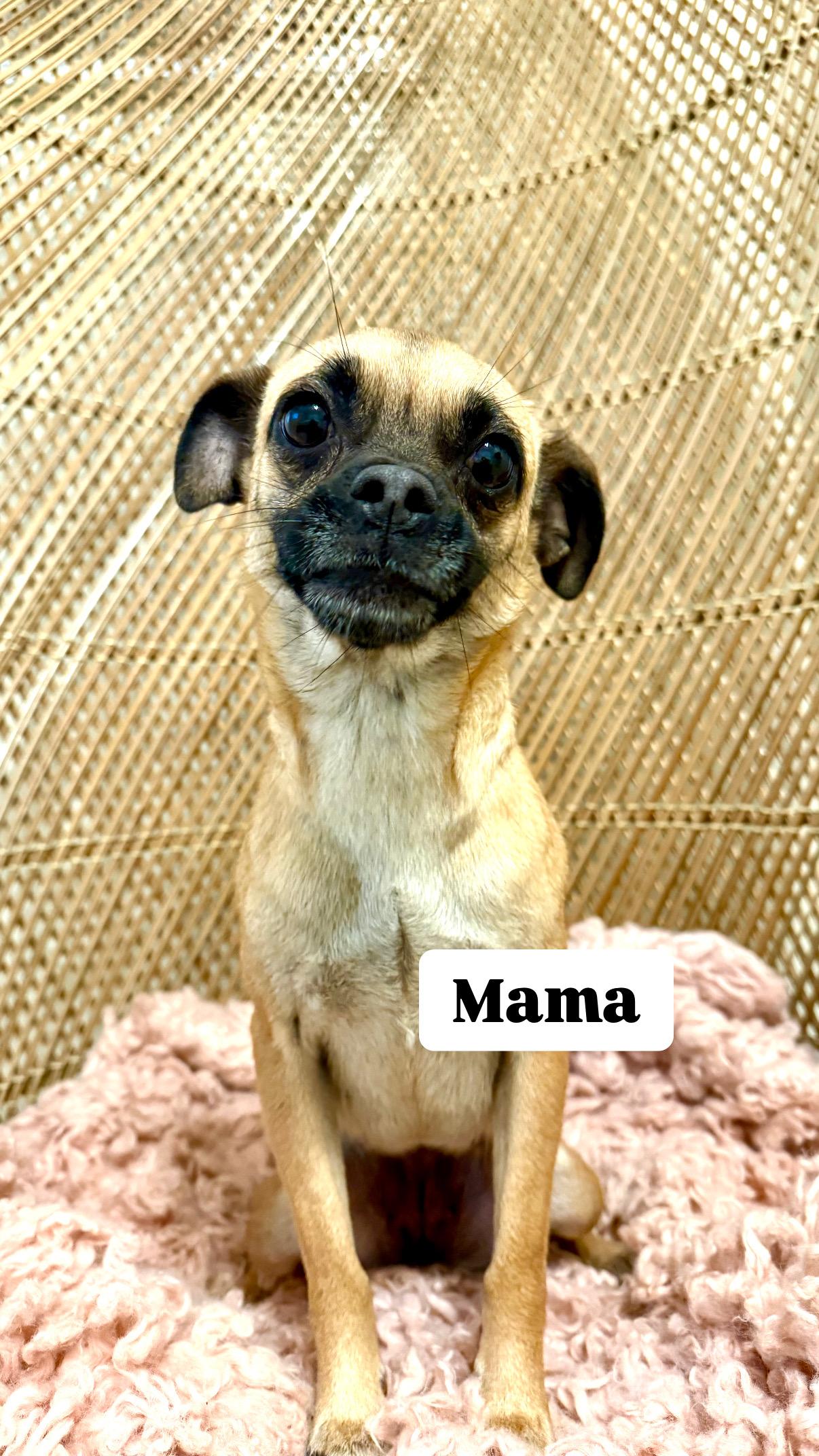 Enlarge Gigi, a Adopted mixed breed in el cajon, CA image 4/5