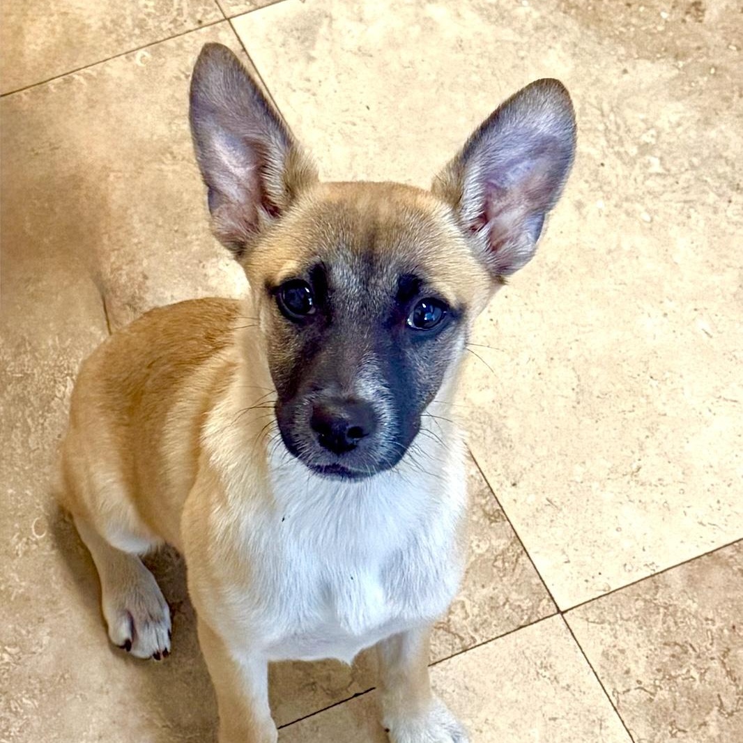 Enlarge Gigi, a Adopted mixed breed in el cajon, CA image 1/5