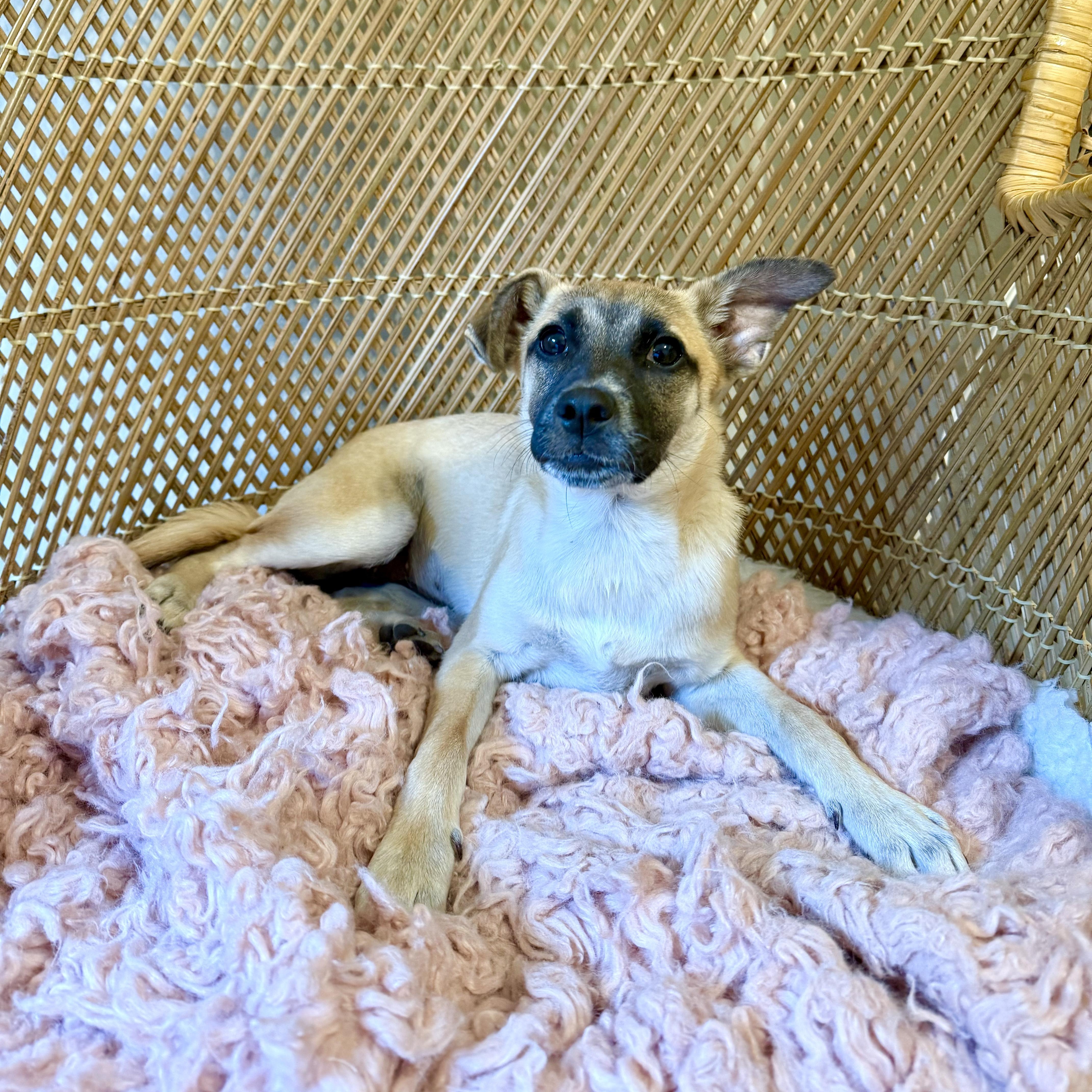 Enlarge Gigi, a Adopted mixed breed in el cajon, CA image 2/5