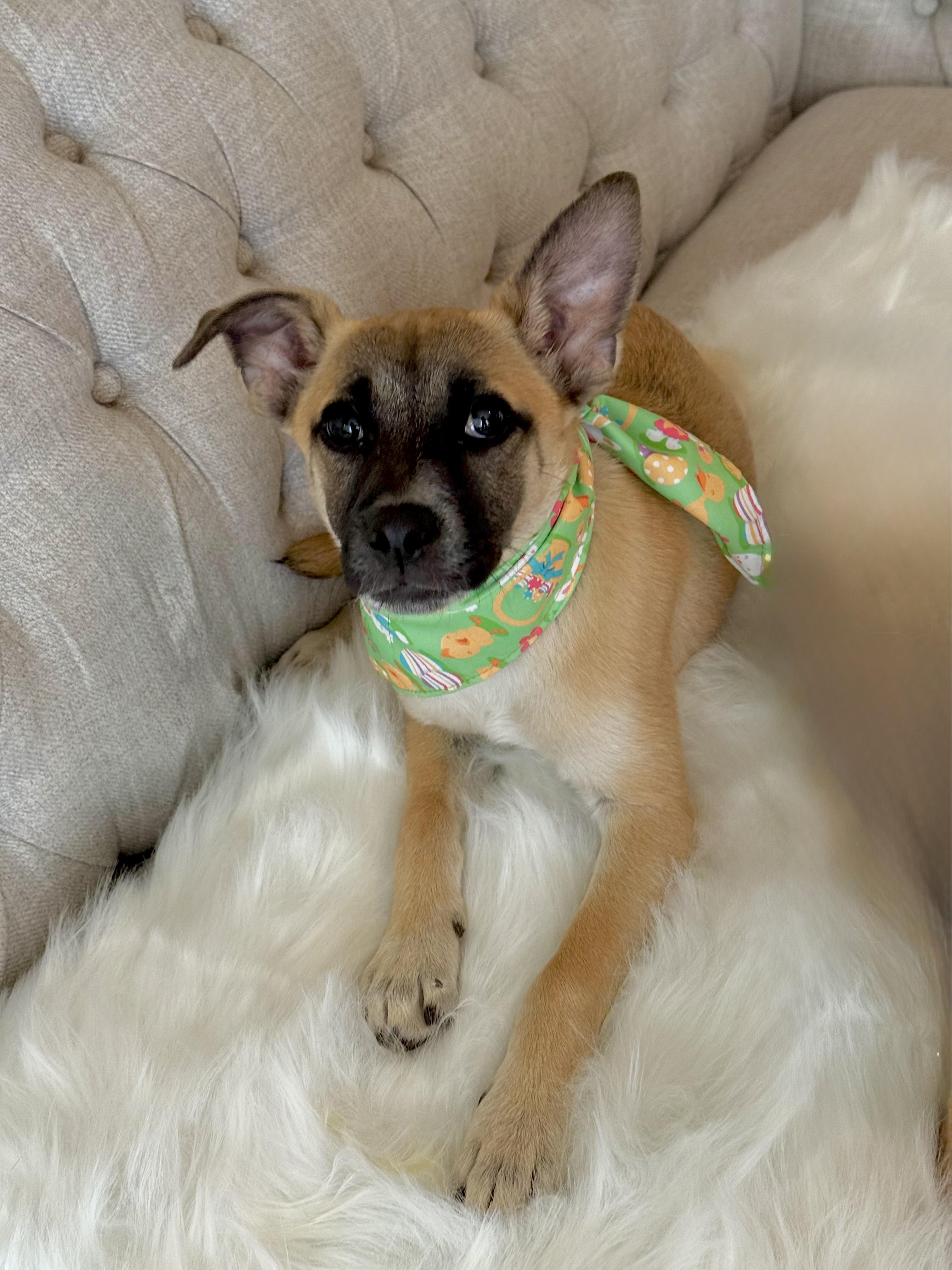 Enlarge Gigi, a Adopted mixed breed in el cajon, CA image 5/5