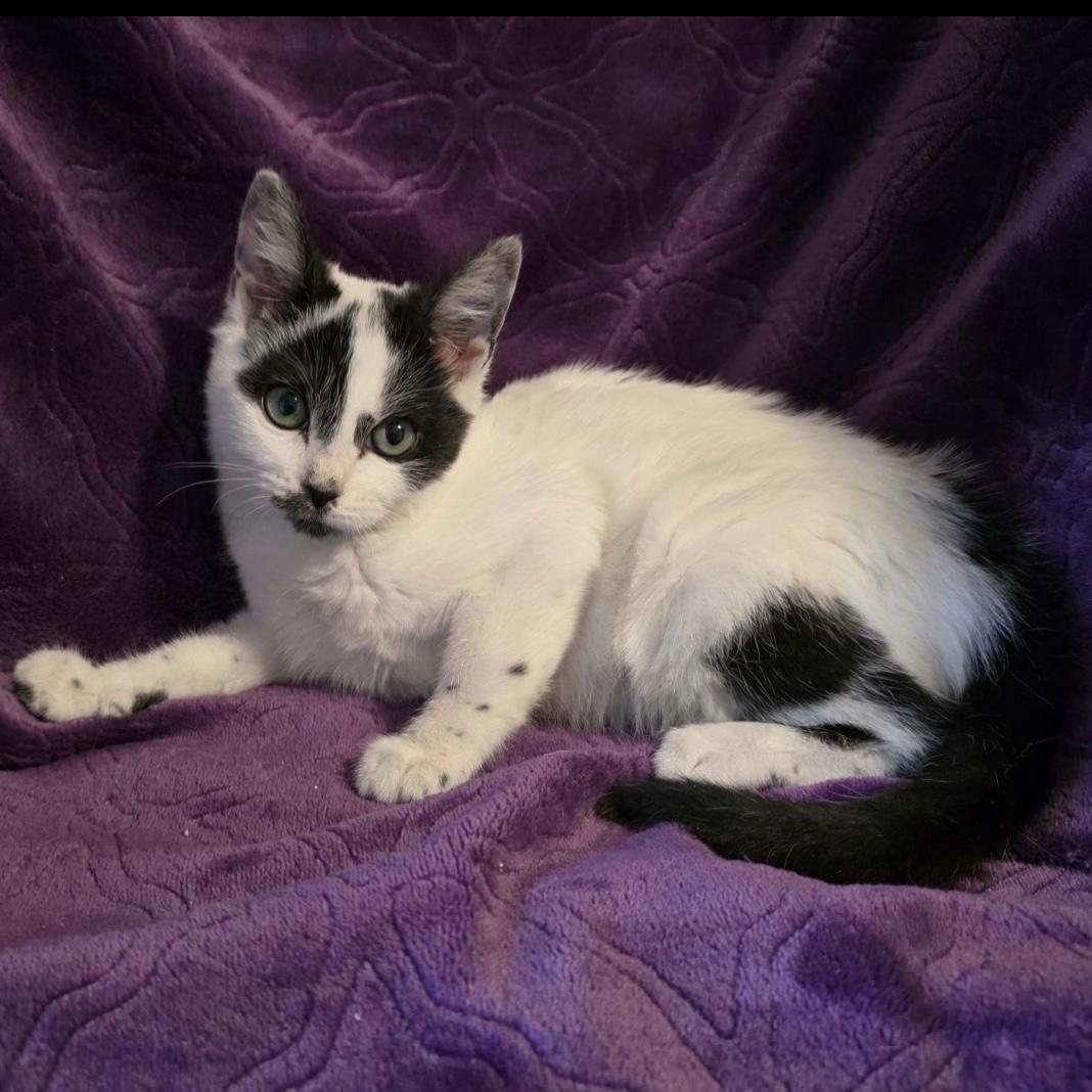 Wish Bear, adopted, Young Female Domestic Short Hair.