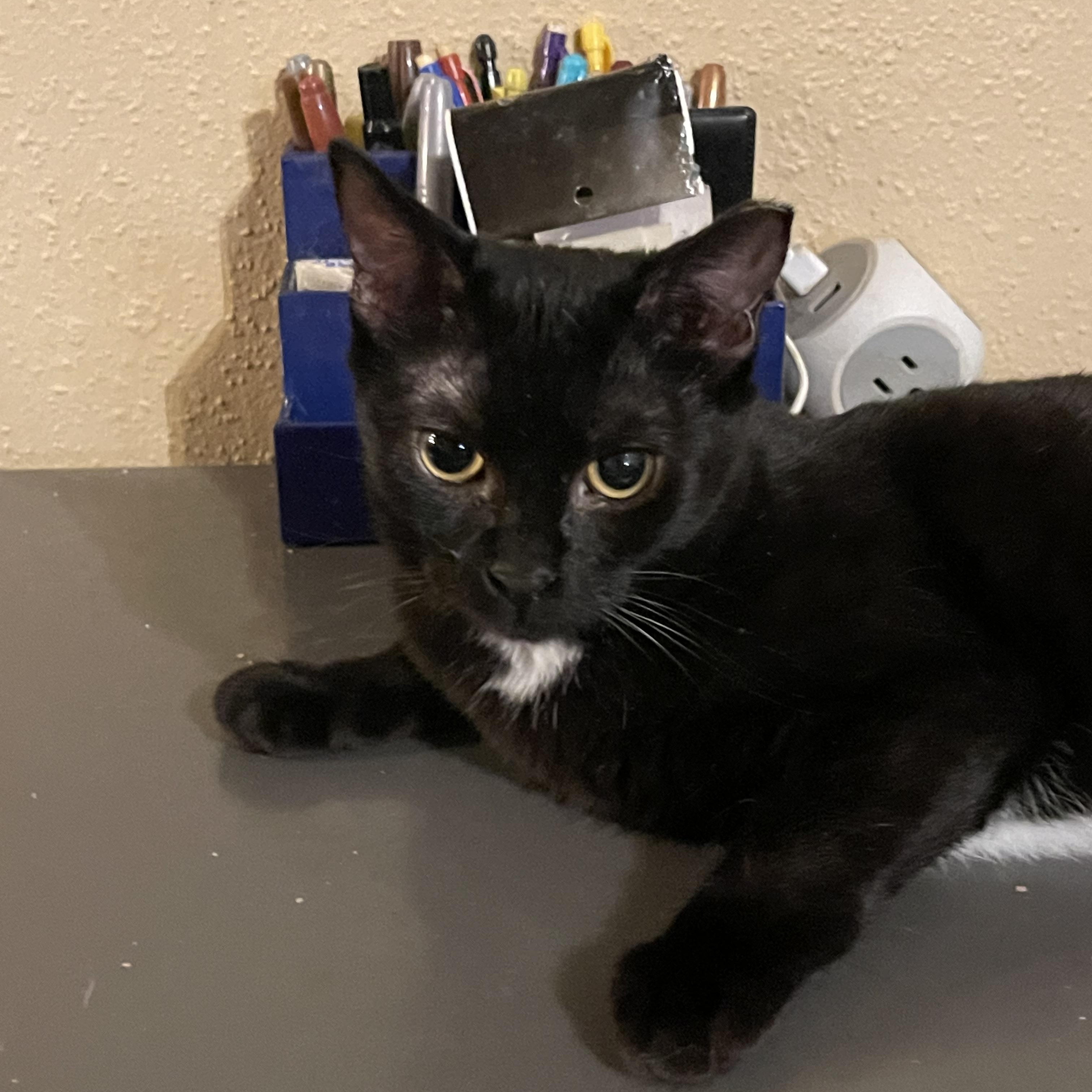 Spitfire, Adoptable, Young Female Domestic Short Hair.