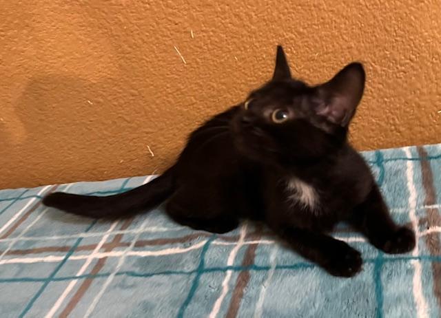 Enlarge Spitfire, a Adoptable mixed breed in san antonio, TX image 3/6