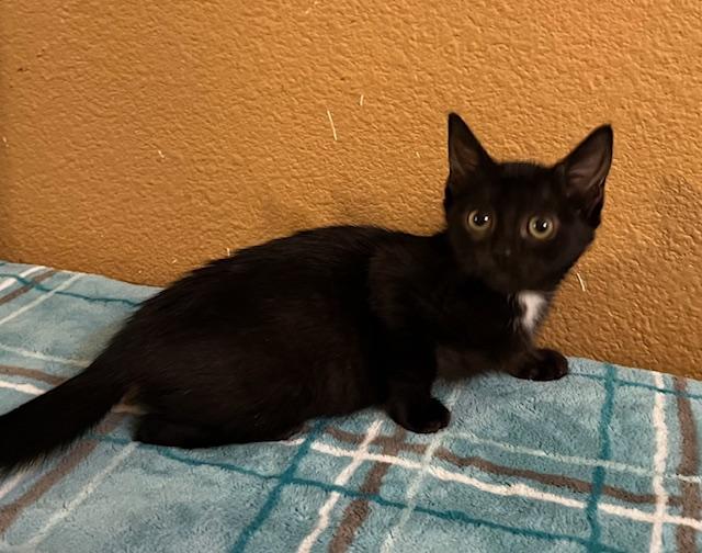 Enlarge Spitfire, a Adoptable mixed breed in san antonio, TX image 4/6