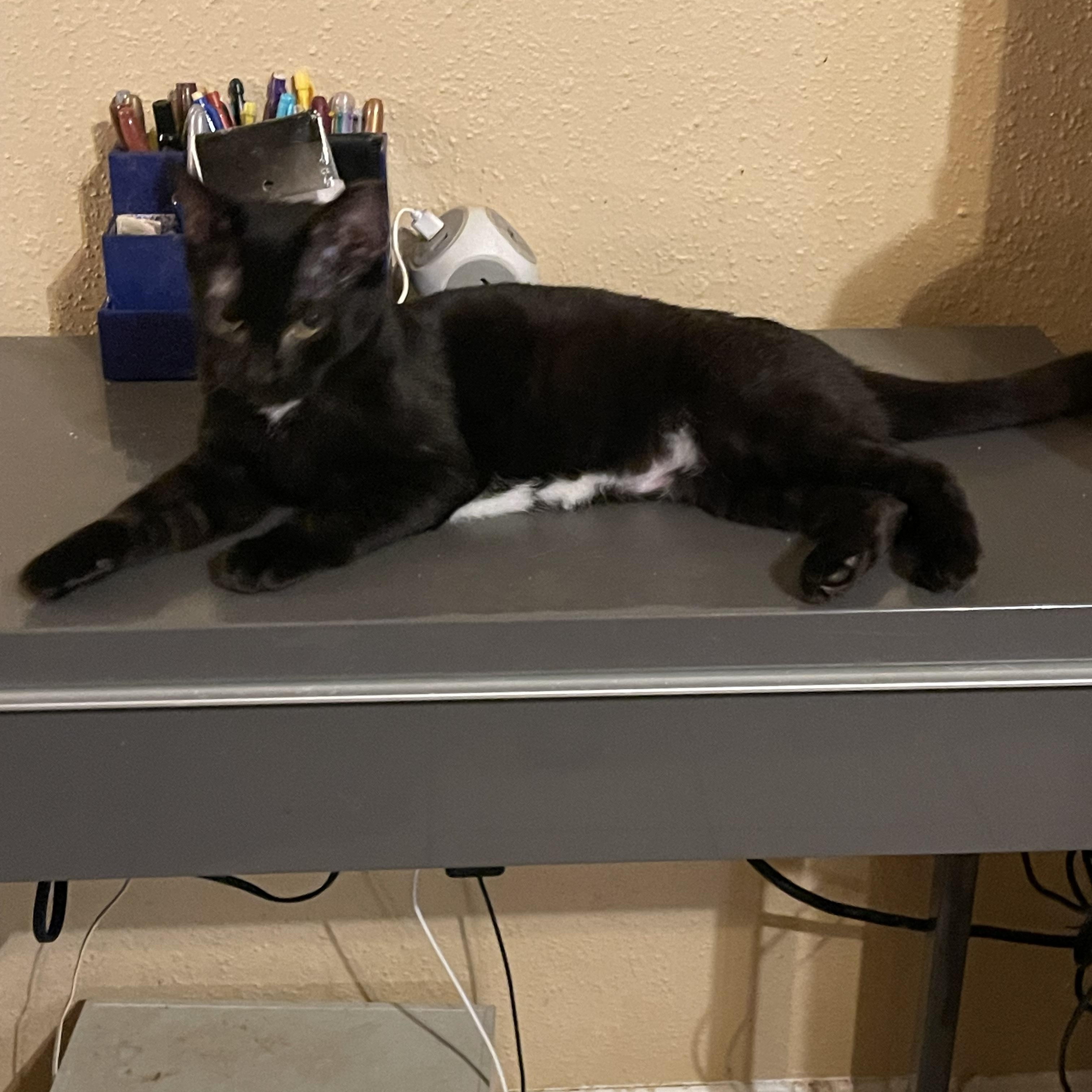 Enlarge Spitfire, a Adoptable mixed breed in san antonio, TX image 5/6