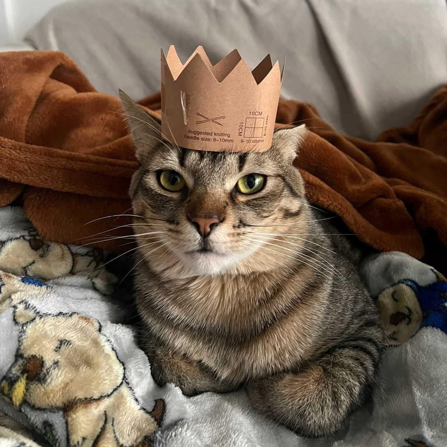 Henry, an adoptable mixed breed in Toronto, ON image 1/6