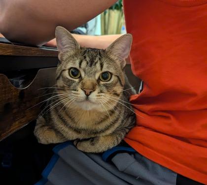 Henry, an adoptable mixed breed in Toronto, ON image 6/6