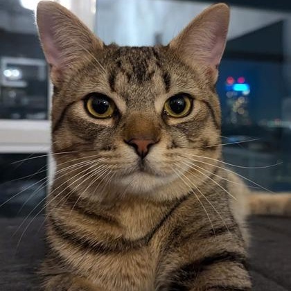 Henry, an adoptable mixed breed in Toronto, ON image 2/6