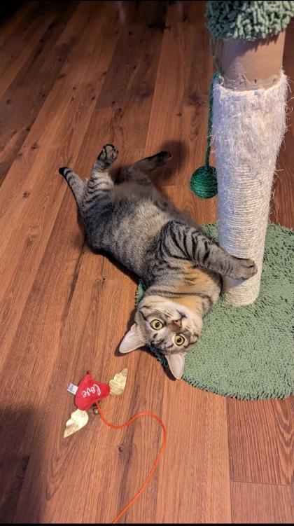 Henry, an adoptable mixed breed in Toronto, ON image 5/6