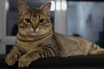 Henry, an adoptable mixed breed in Toronto, ON image 3/6