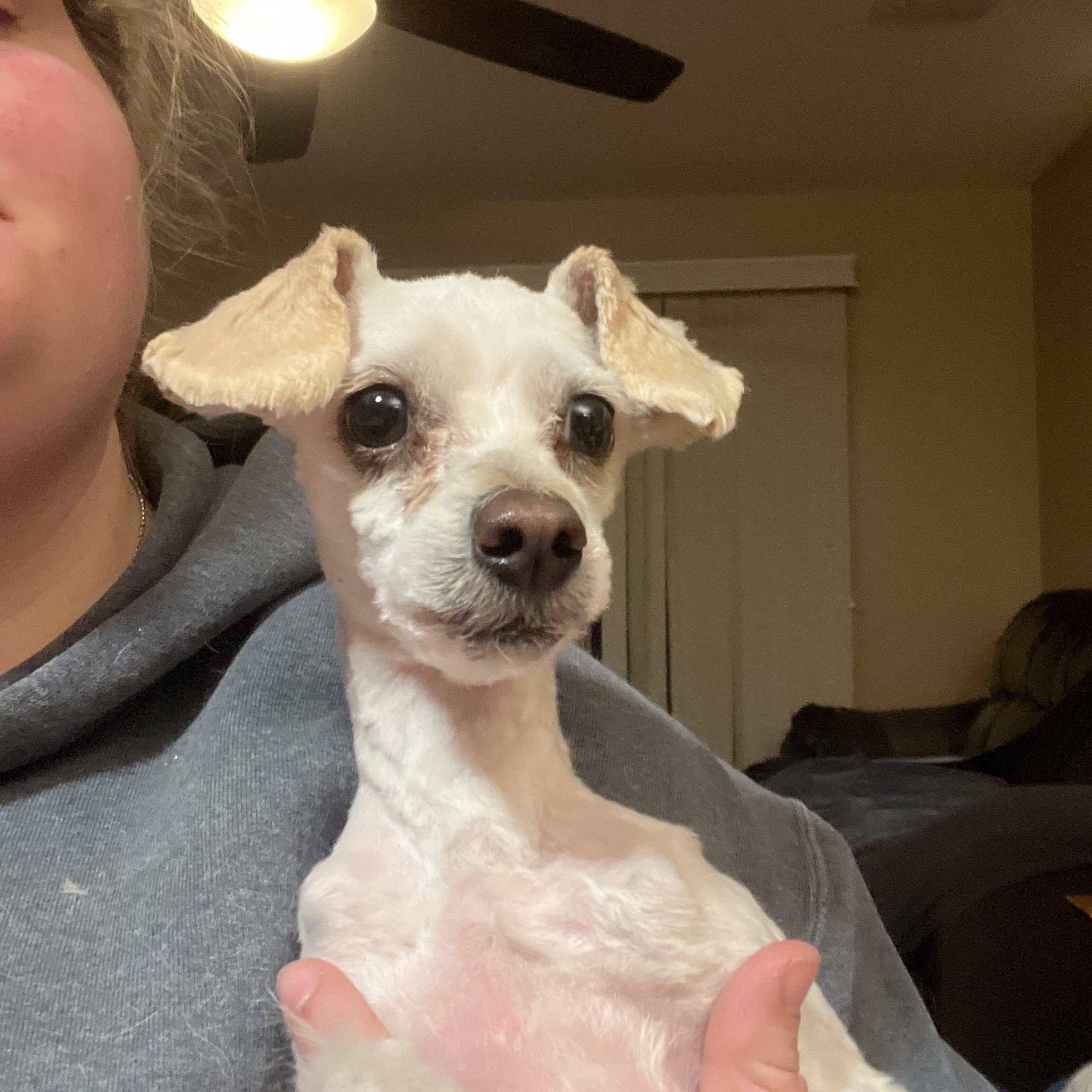 Enlarge Omi, a ADOPTABLE mixed breed in Henderson, NV image 2/4