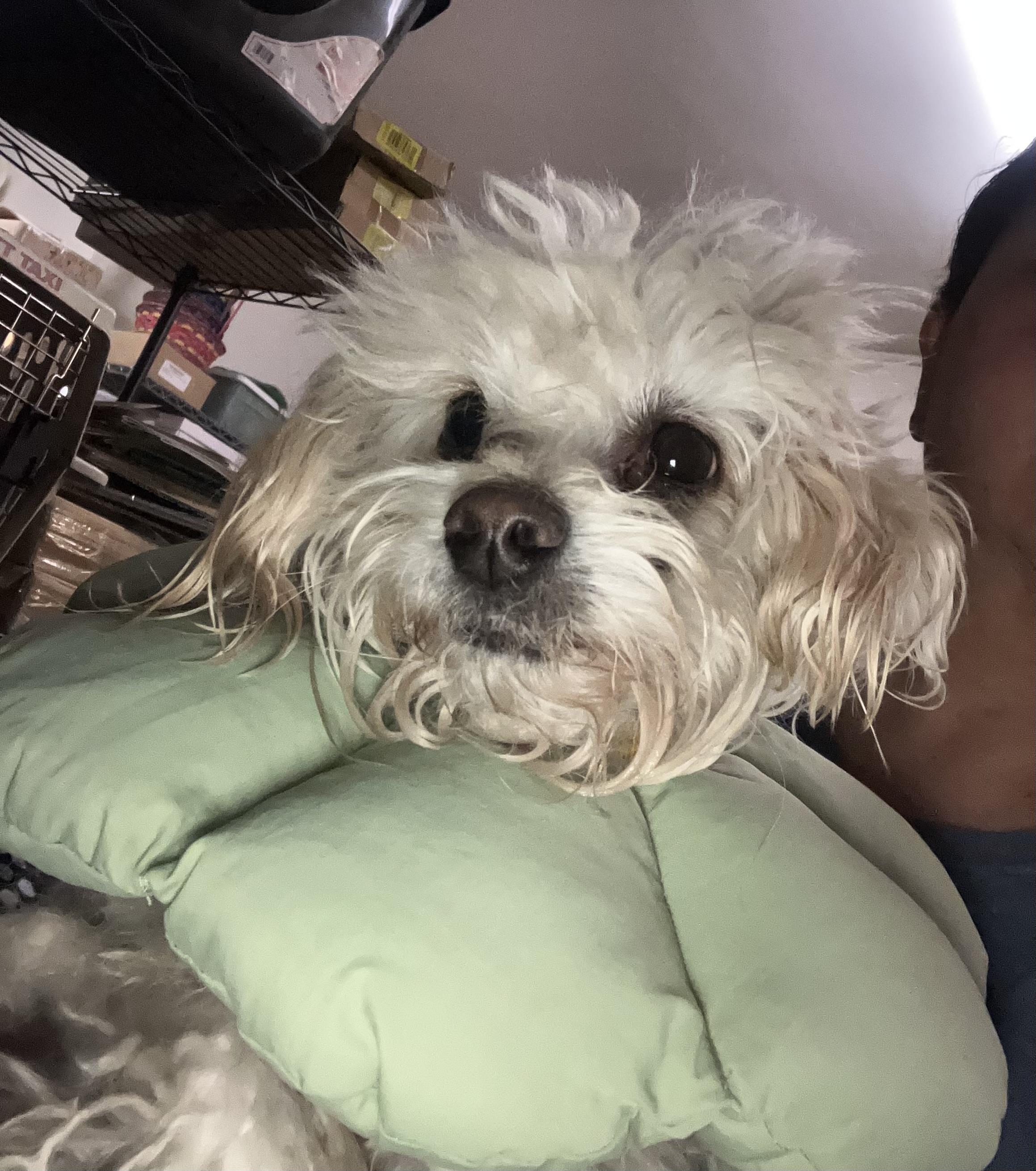 Omi, ADOPTABLE, Adult Male Shih Tzu.