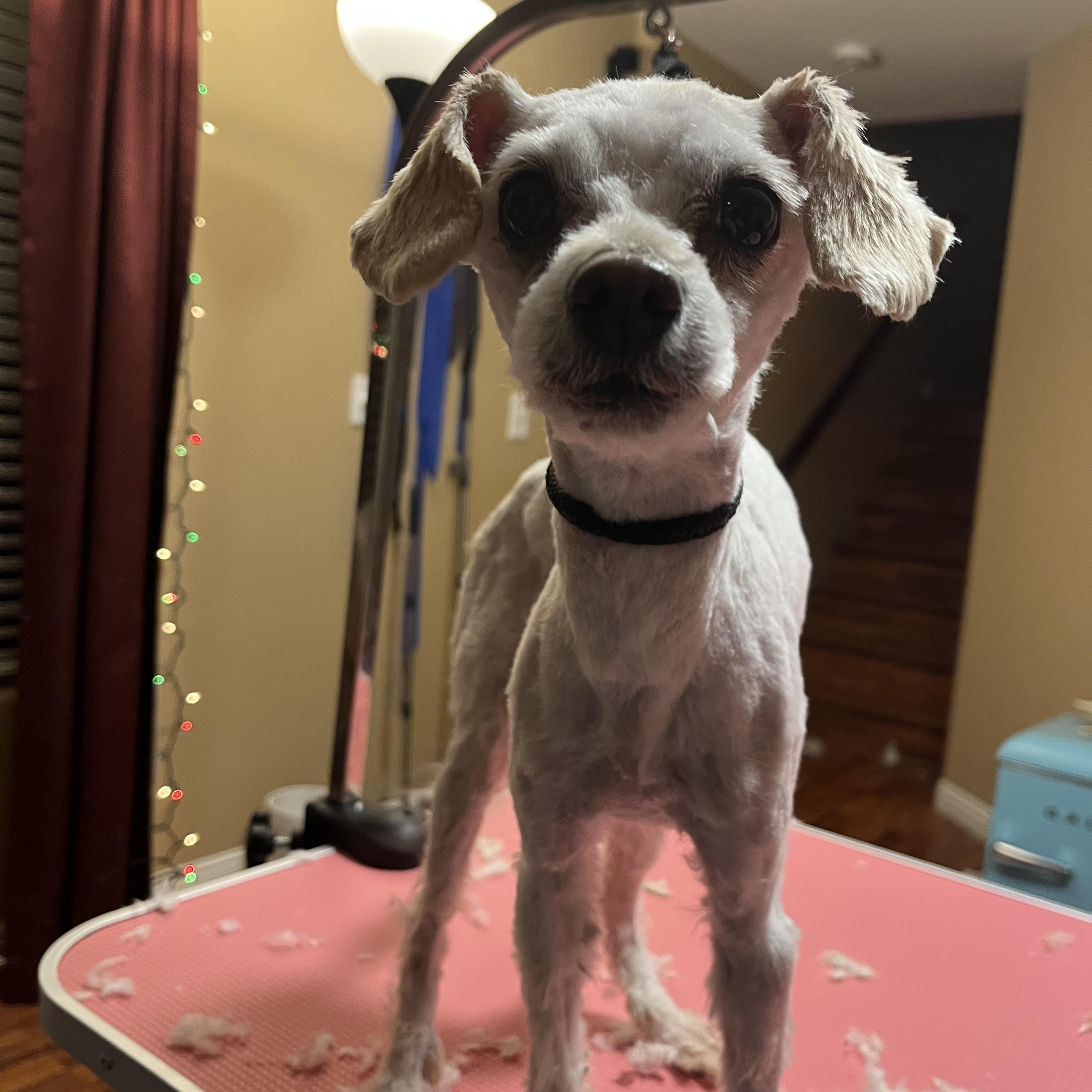 Enlarge Omi, a ADOPTABLE mixed breed in Henderson, NV image 4/4