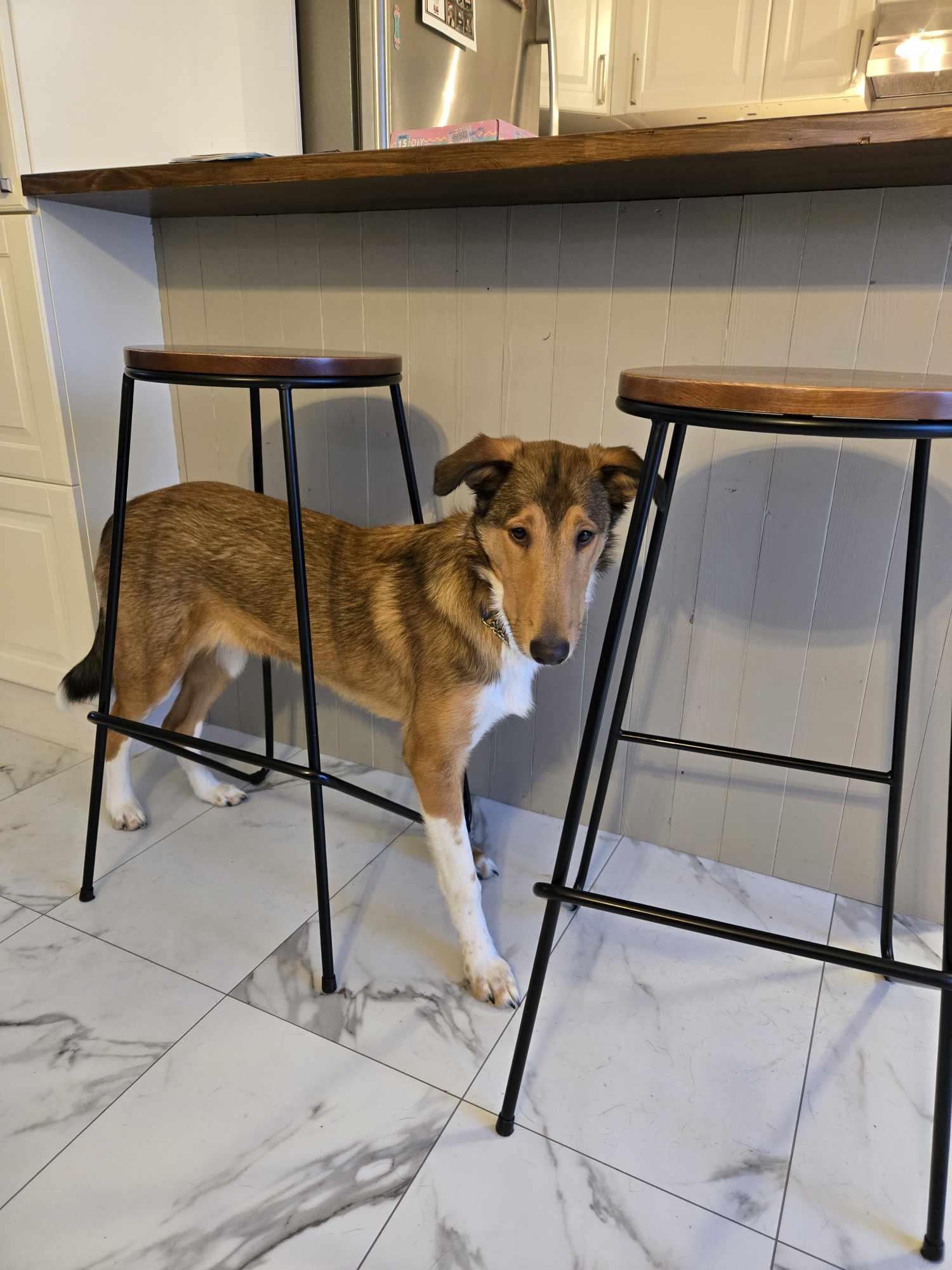 Willow, a Adopted mixed breed in Hornepayne, ON image 1/5