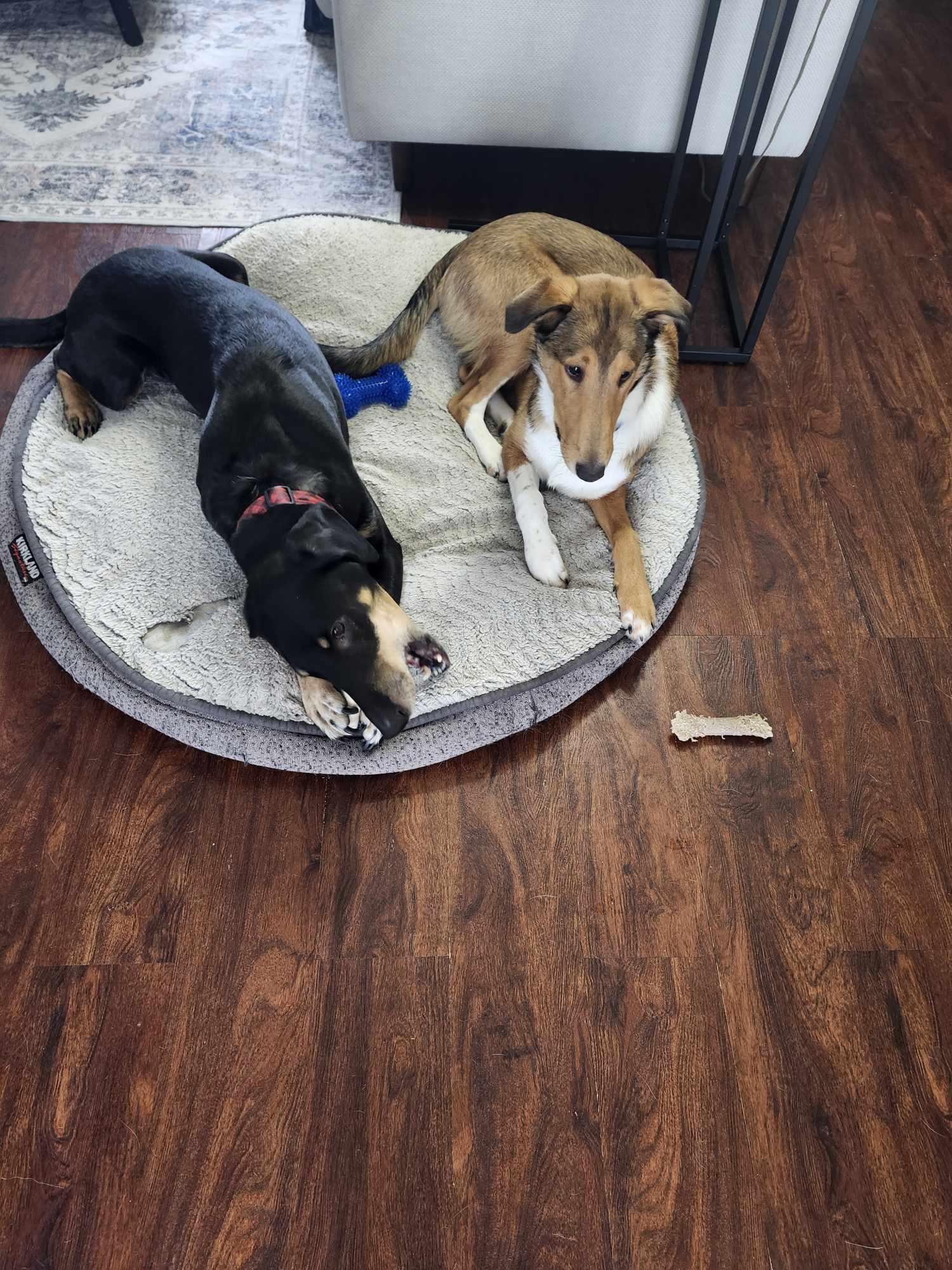 Willow, a Adopted mixed breed in Hornepayne, ON image 2/5