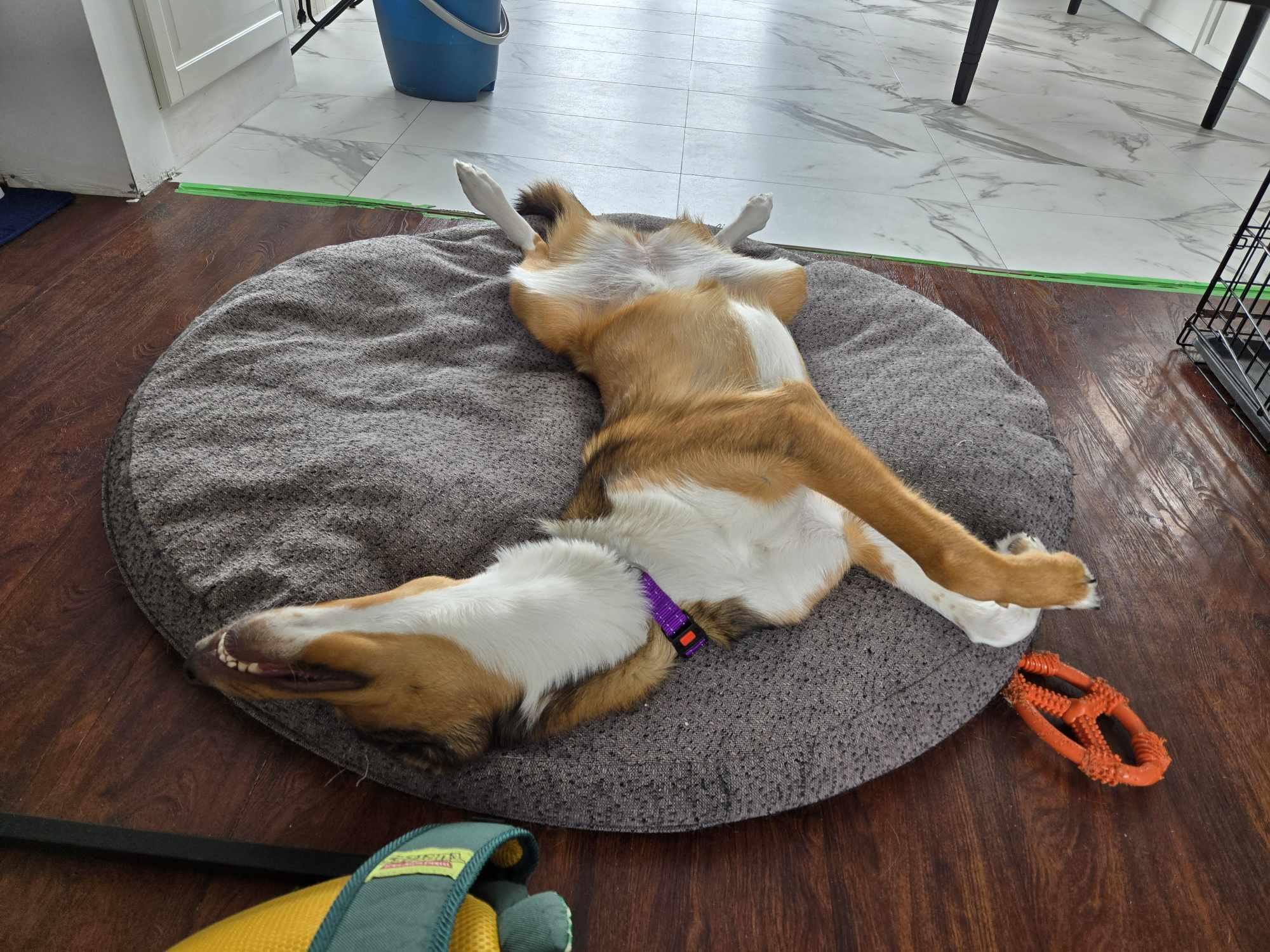 Willow, a Adopted mixed breed in Hornepayne, ON image 3/5