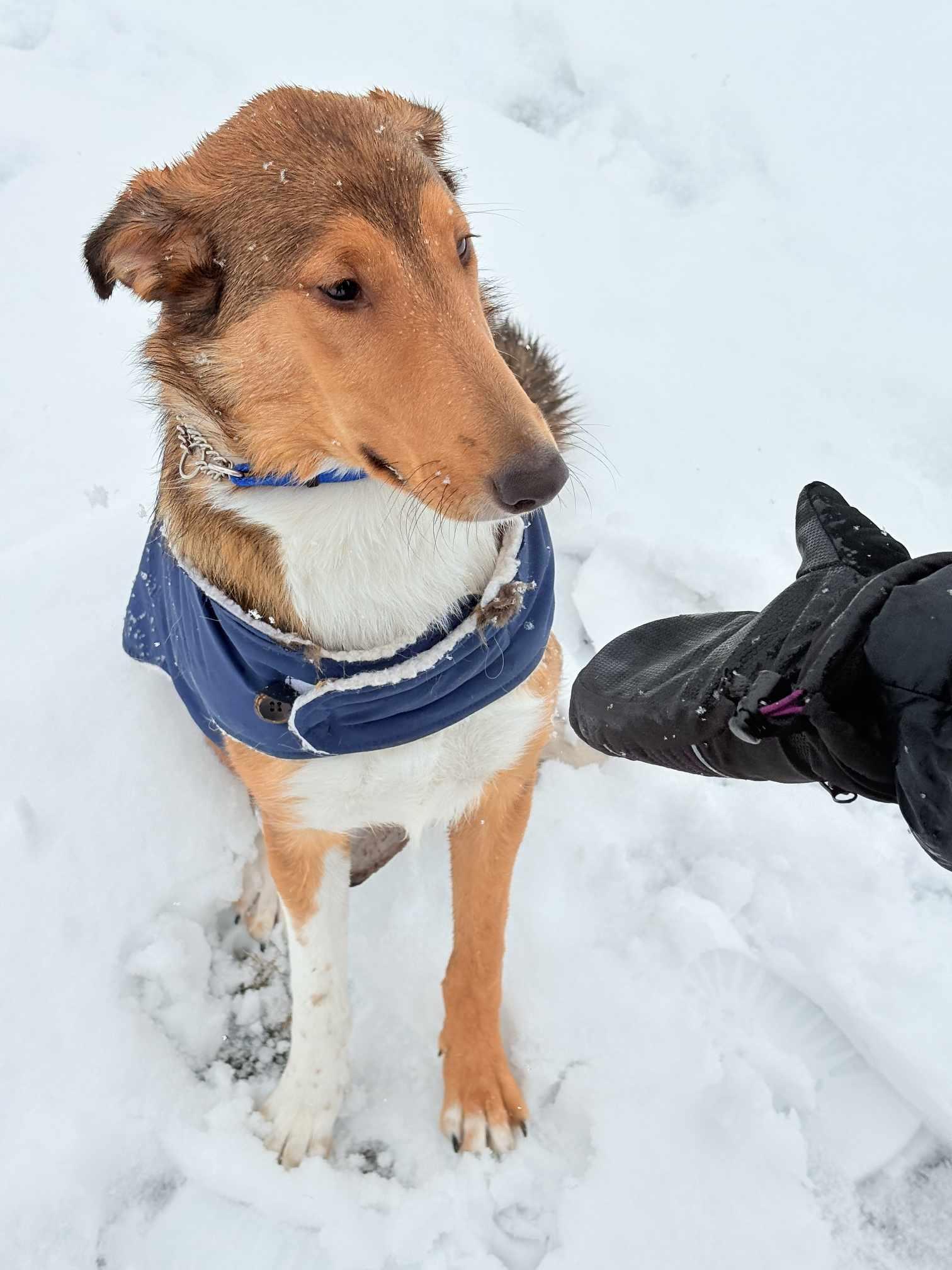 Willow, a Adopted mixed breed in Hornepayne, ON image 4/5