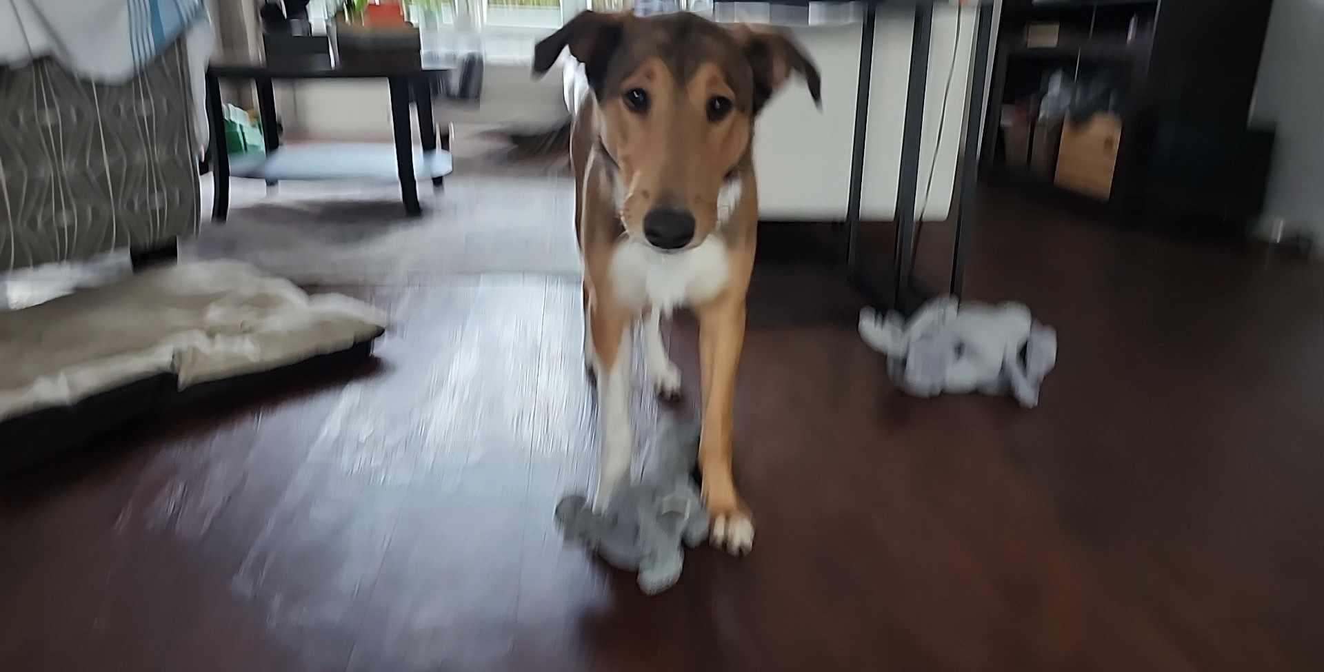 Willow, a Adopted mixed breed in Hornepayne, ON image 5/5