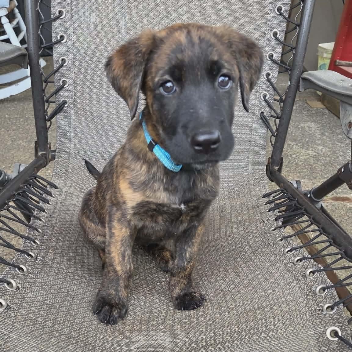 Kit Kat, a ADOPTABLE mixed breed in Renton, WA image 1/6