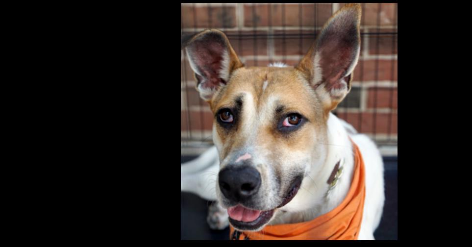 Aston (Roadsters litter) — thumbnail 2