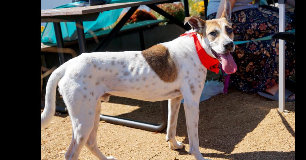 Aston (Roadsters litter) — thumbnail 3