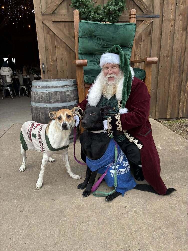 Aston (Roadsters litter) — thumbnail 4