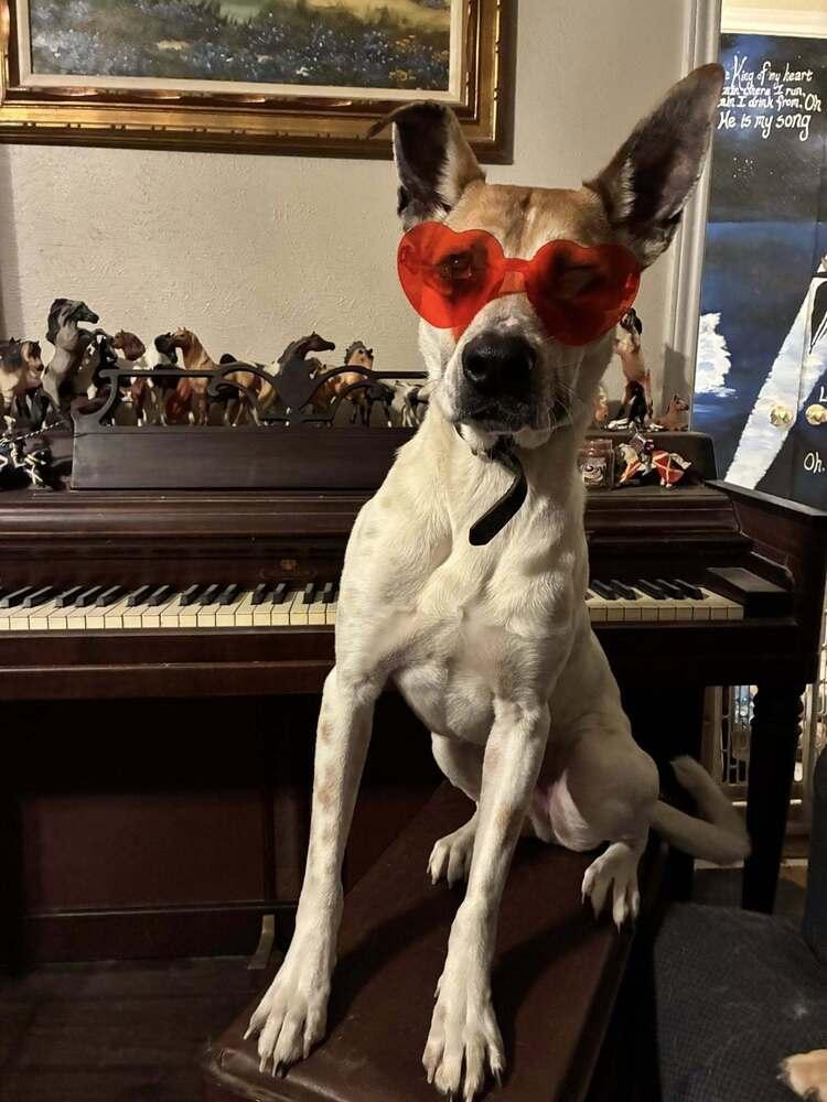 Aston (Roadsters litter) — thumbnail 5