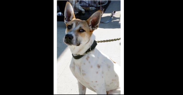 Aston (Roadsters litter) — thumbnail 6