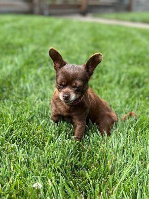 Chiquis, Adoptable, Senior Female Chihuahua.