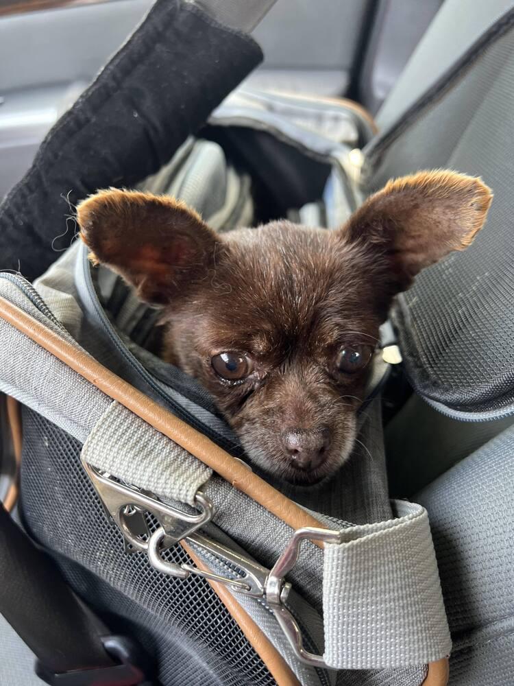 Chiquis, a Adoptable mixed breed in Claremont, CA image 2/3