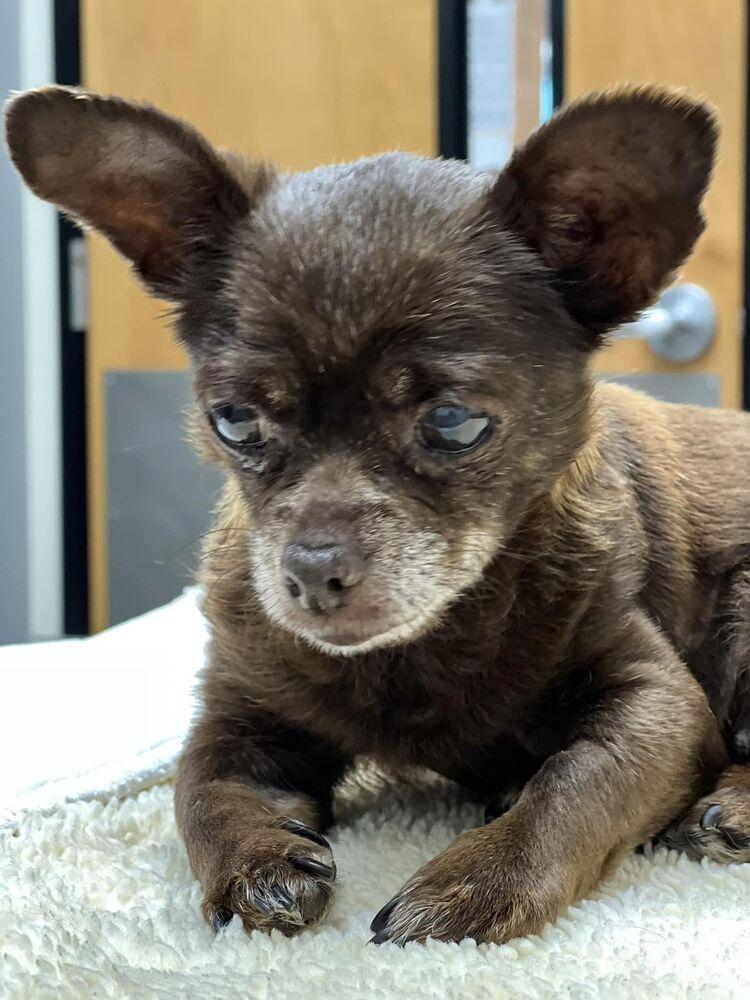 Chiquis, a Adoptable mixed breed in Claremont, CA image 3/3