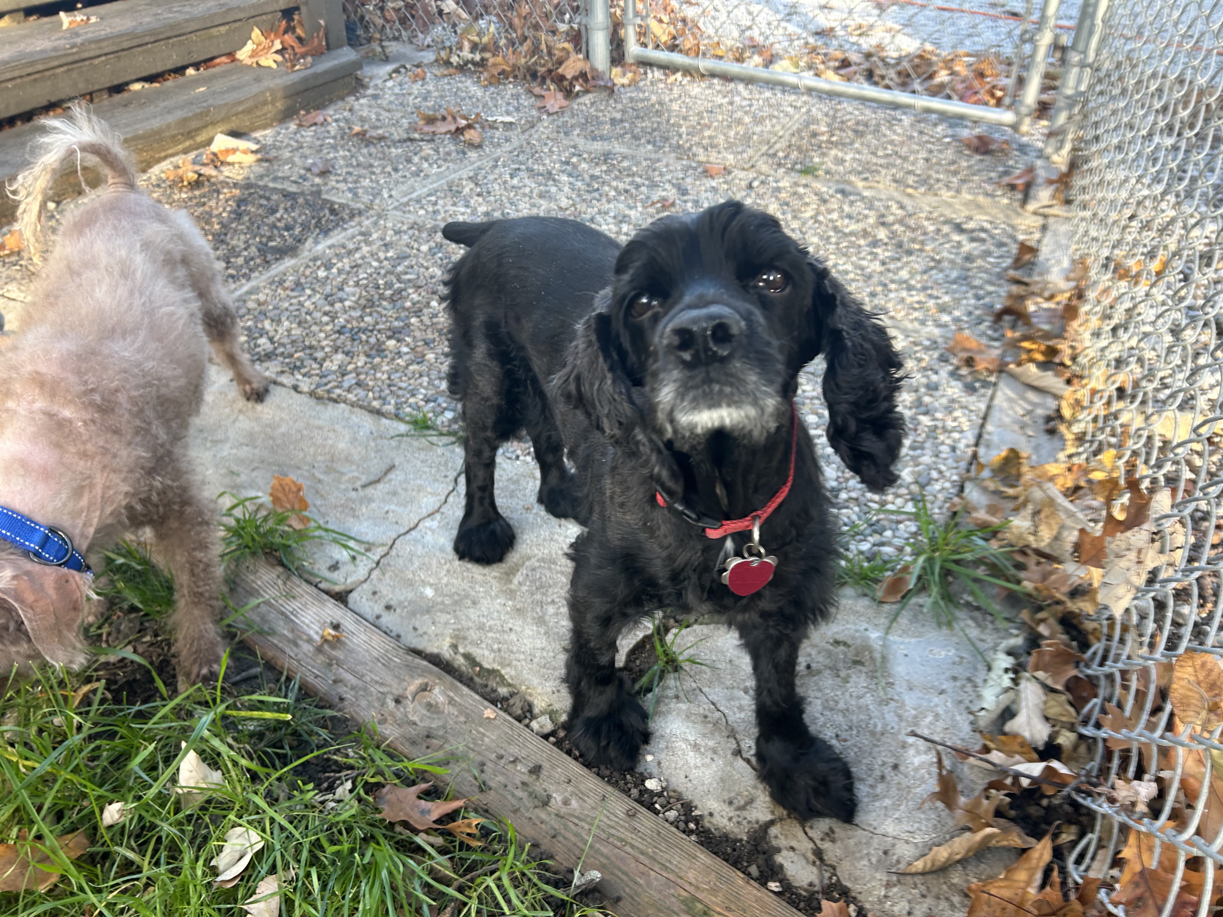 Enlarge Beau 13yr, a Adoptable Cocker Spaniel in Mentor, OH image 1/5