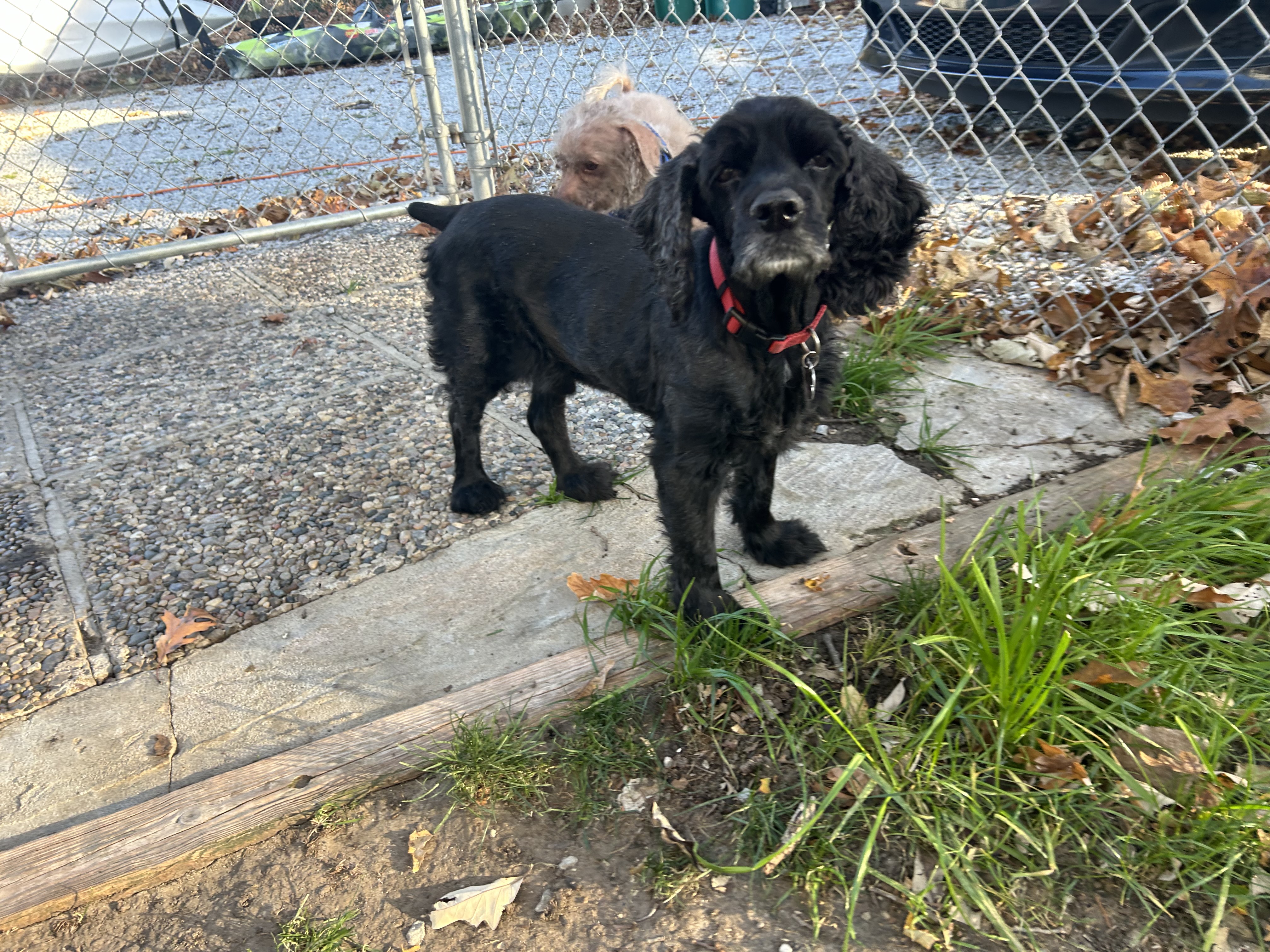 Enlarge Beau 13yr, a Adoptable Cocker Spaniel in Mentor, OH image 2/5