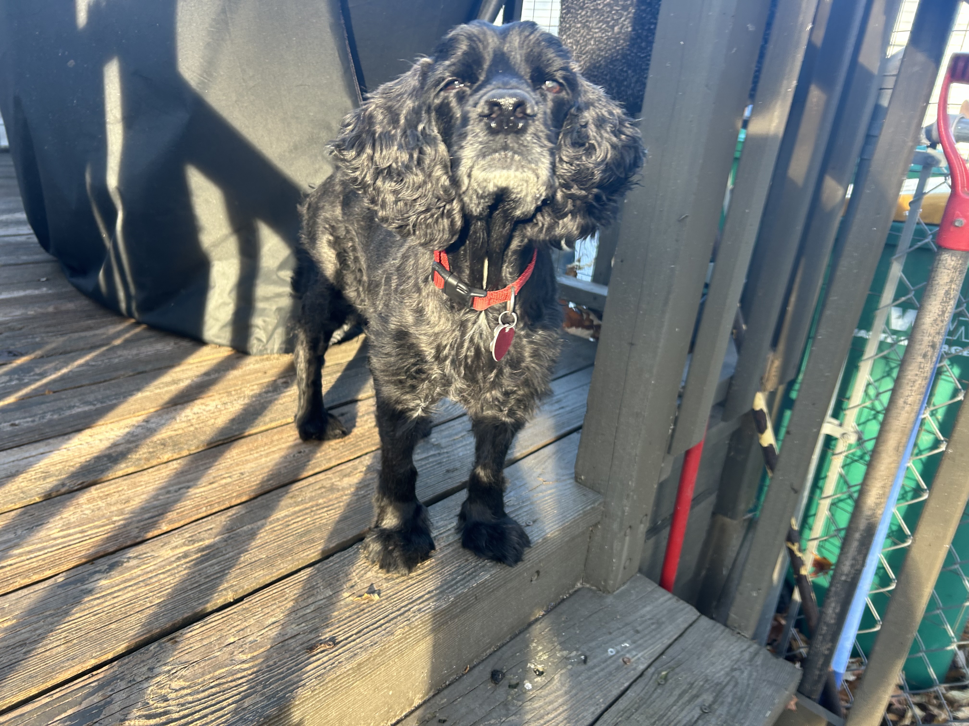 Enlarge Beau 13yr, a Adoptable Cocker Spaniel in Mentor, OH image 3/5