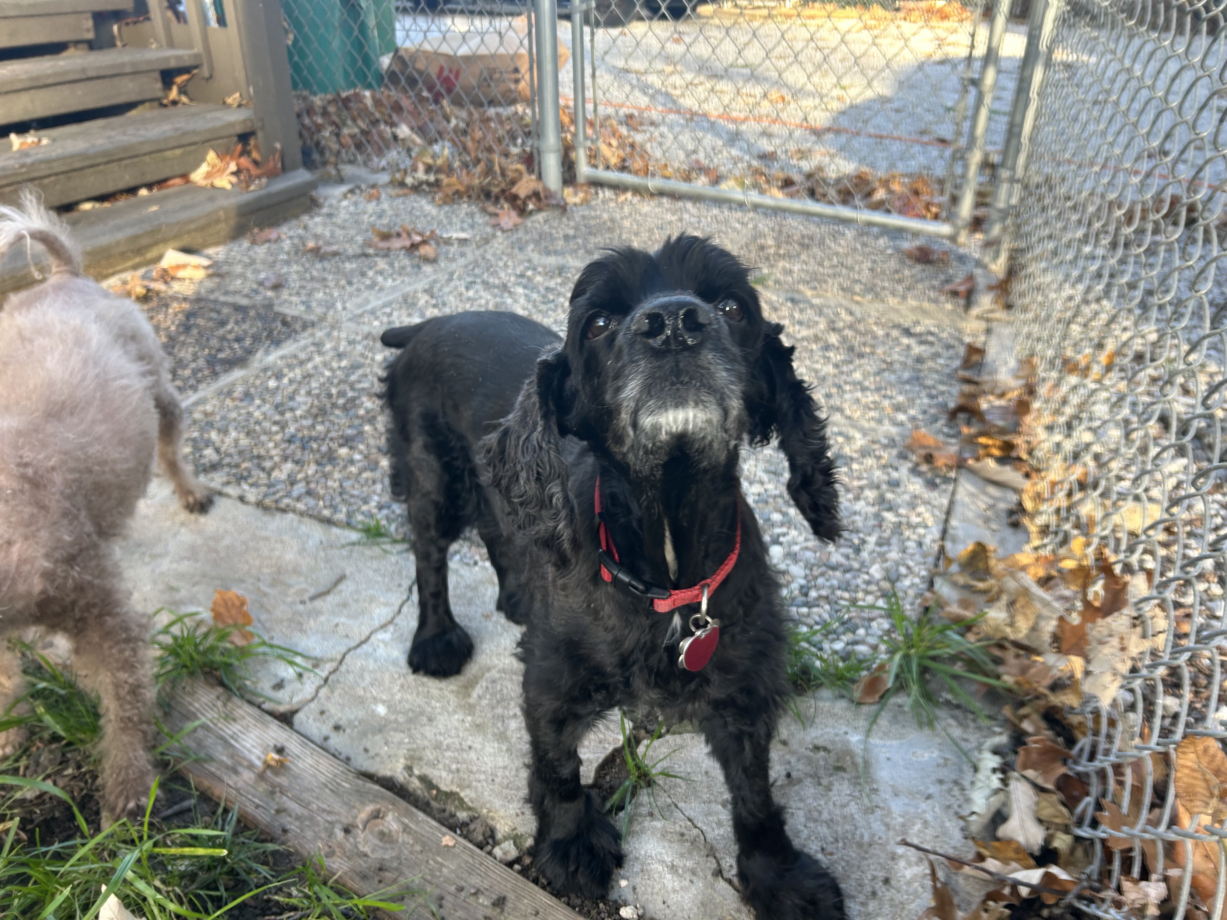 Beau 13yr, Adoptable, Senior Male Cocker Spaniel.