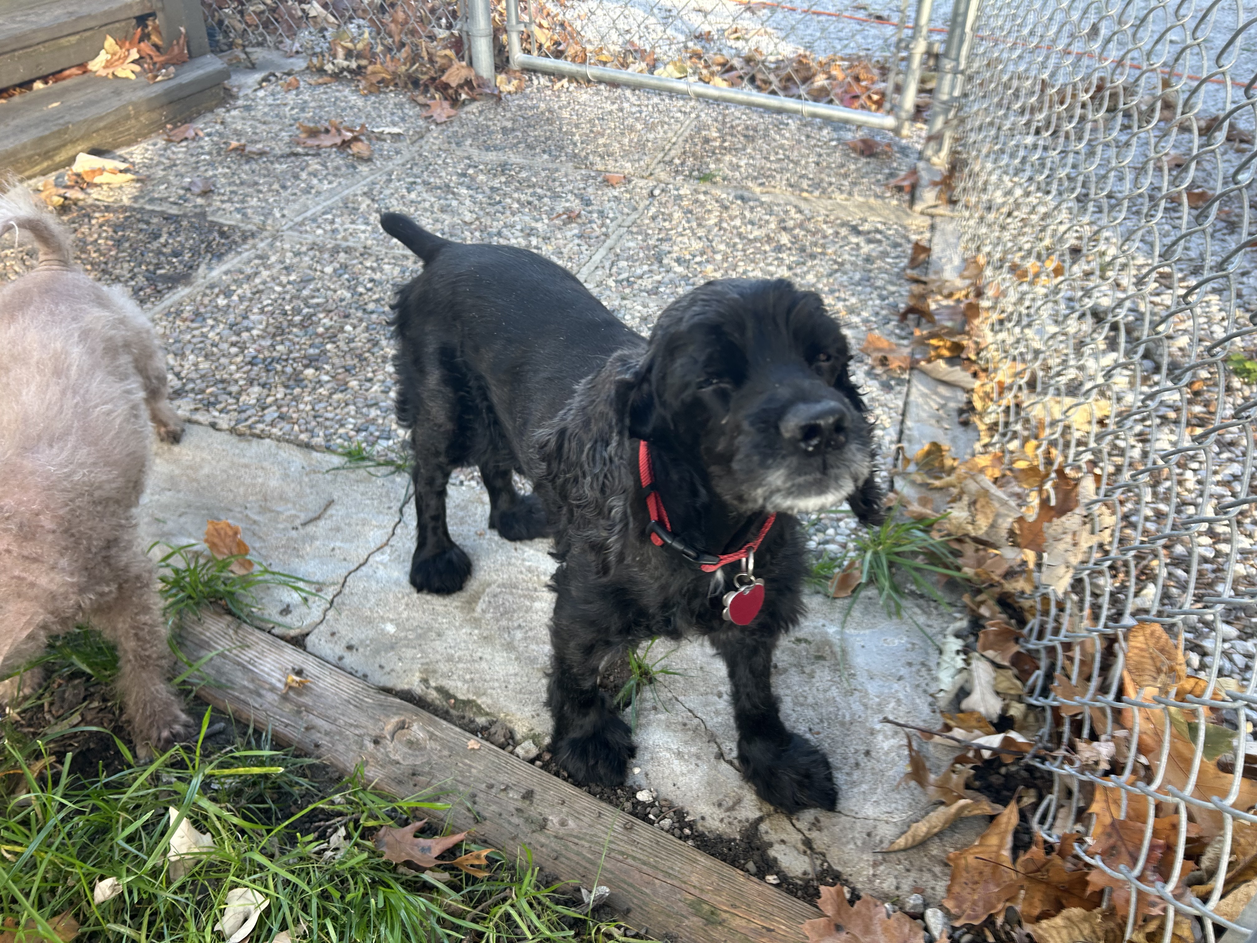 Enlarge Beau 13yr, a Adoptable Cocker Spaniel in Mentor, OH image 5/5