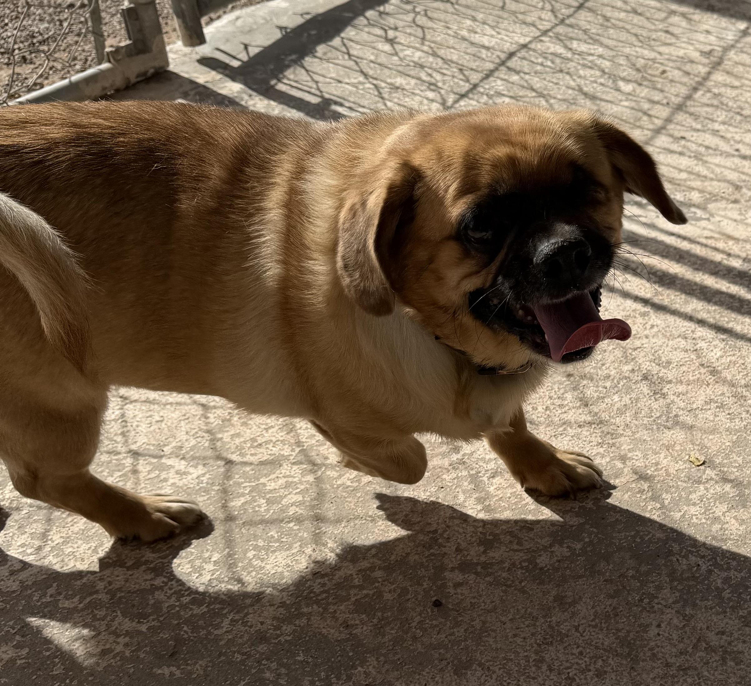 Weezie, adopted, Adult Female Pug.