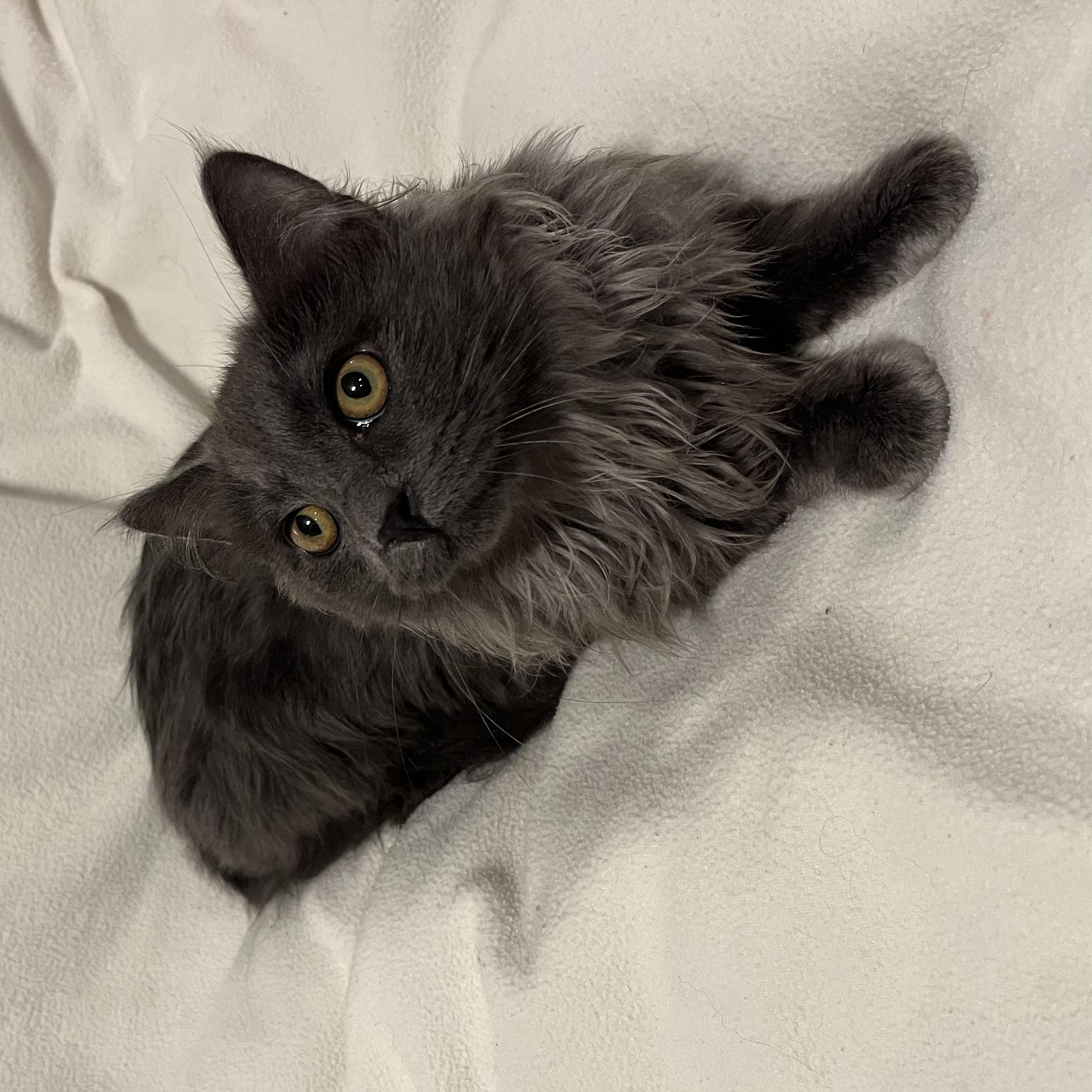 Enlarge Pumpkin, a ADOPTABLE mixed breed in West Valley, UT image 2/2