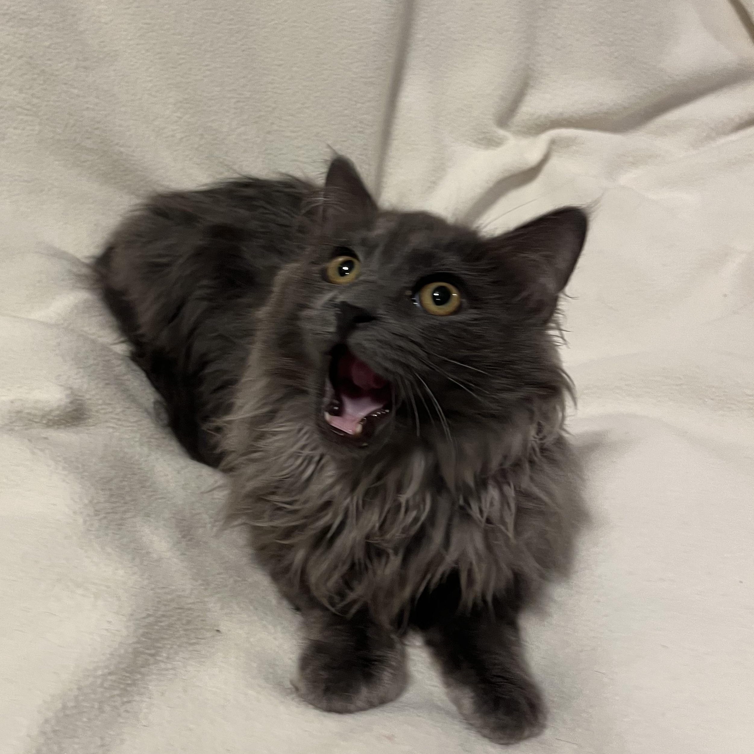 Pumpkin, ADOPTABLE, Young Male Domestic Long Hair.