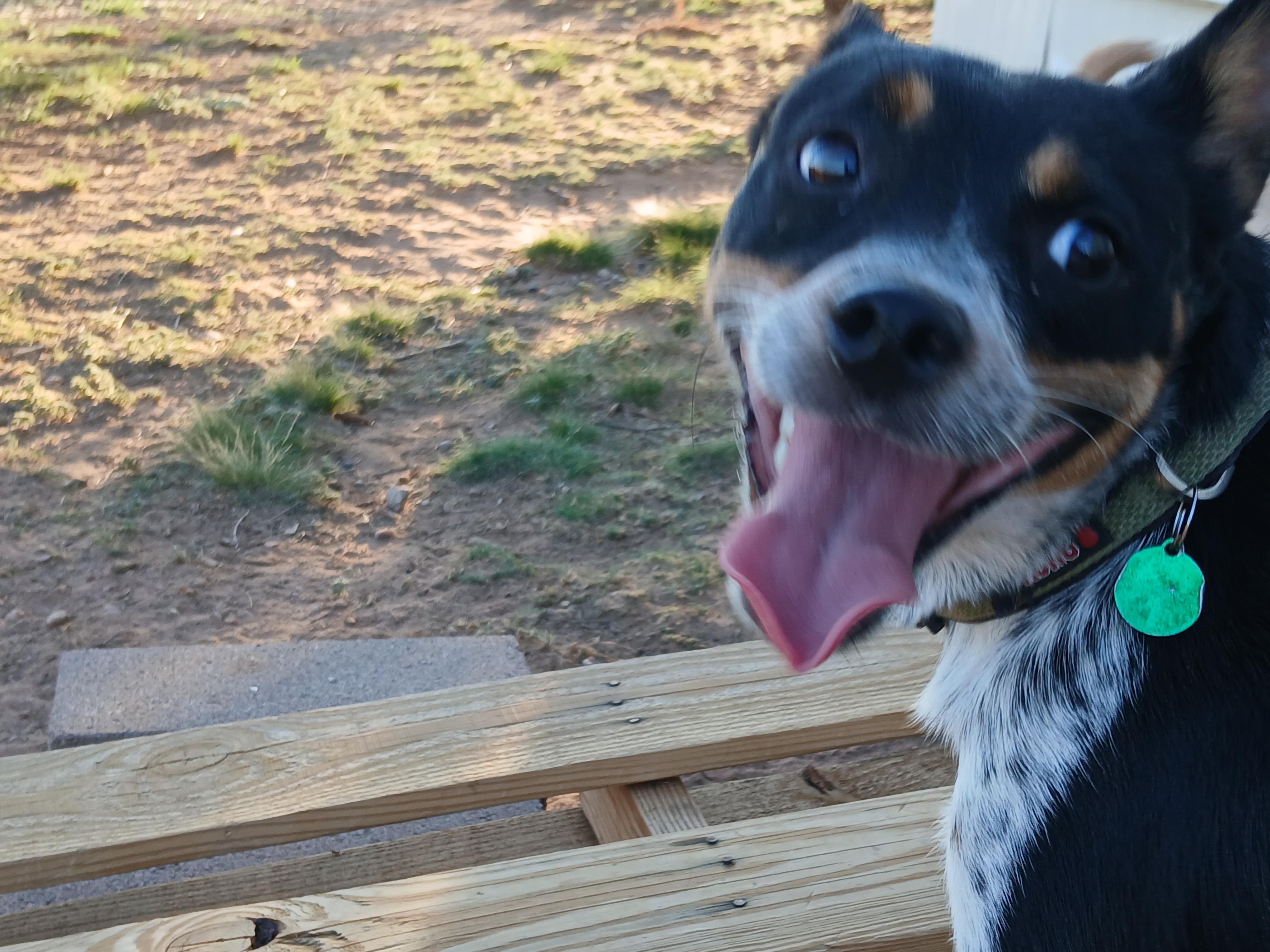 Casey, ADOPTABLE, Young Female Australian Cattle Dog / Blue Heeler & Miniature Pinscher.