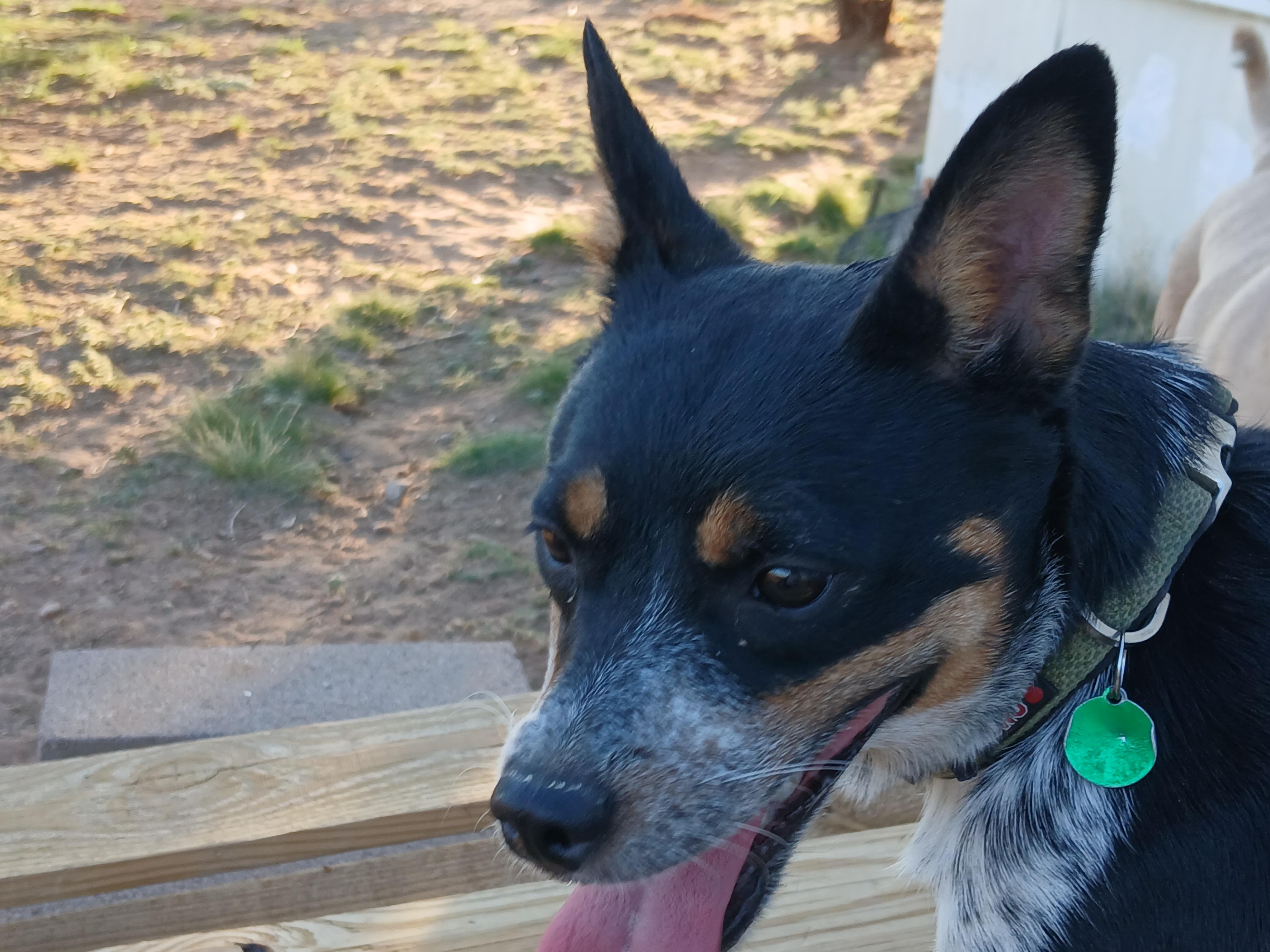 Enlarge Casey, a ADOPTABLE mixed breed in Moriarty, NM image 2/4