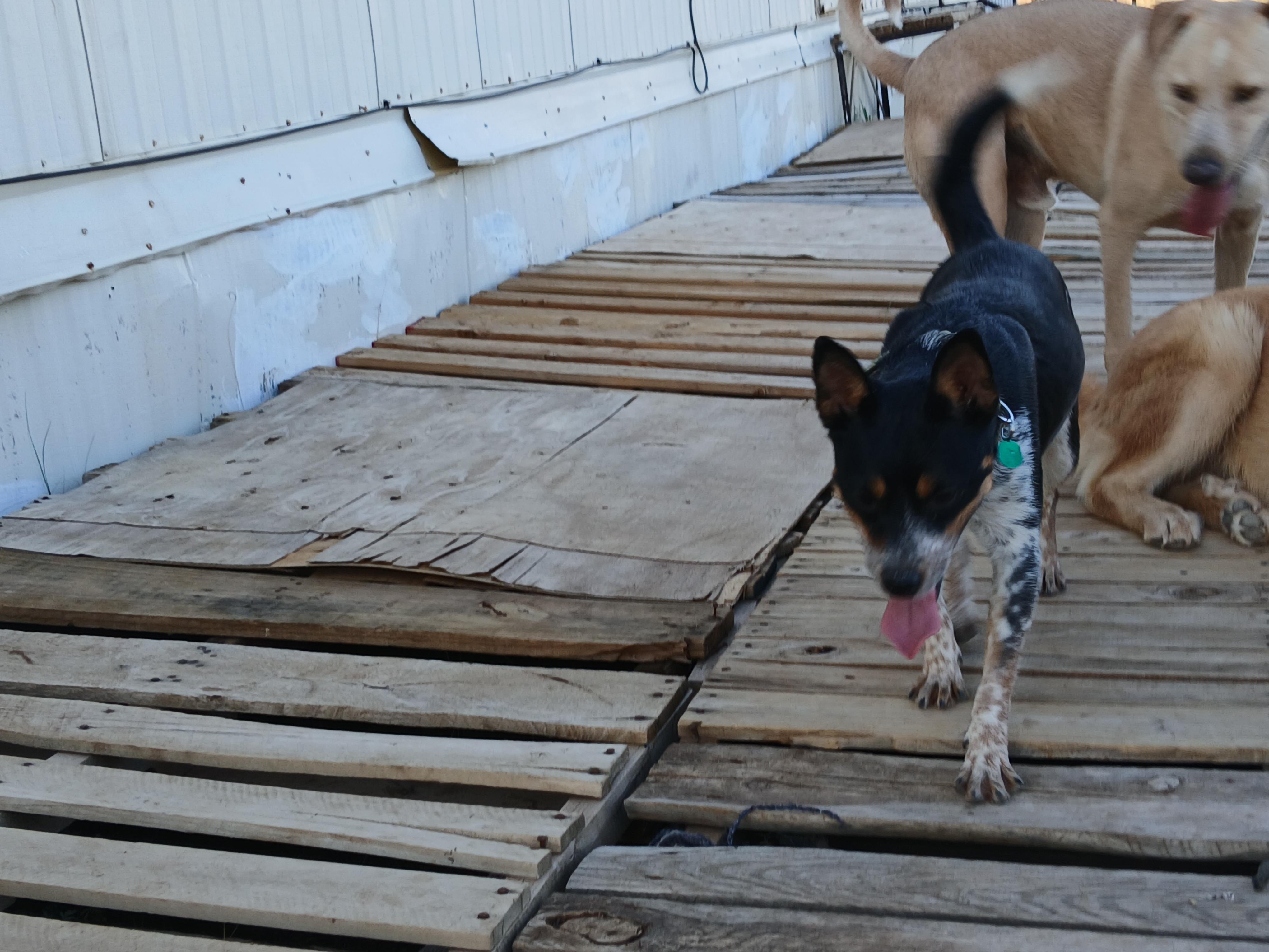 Enlarge Casey, a ADOPTABLE mixed breed in Moriarty, NM image 3/4