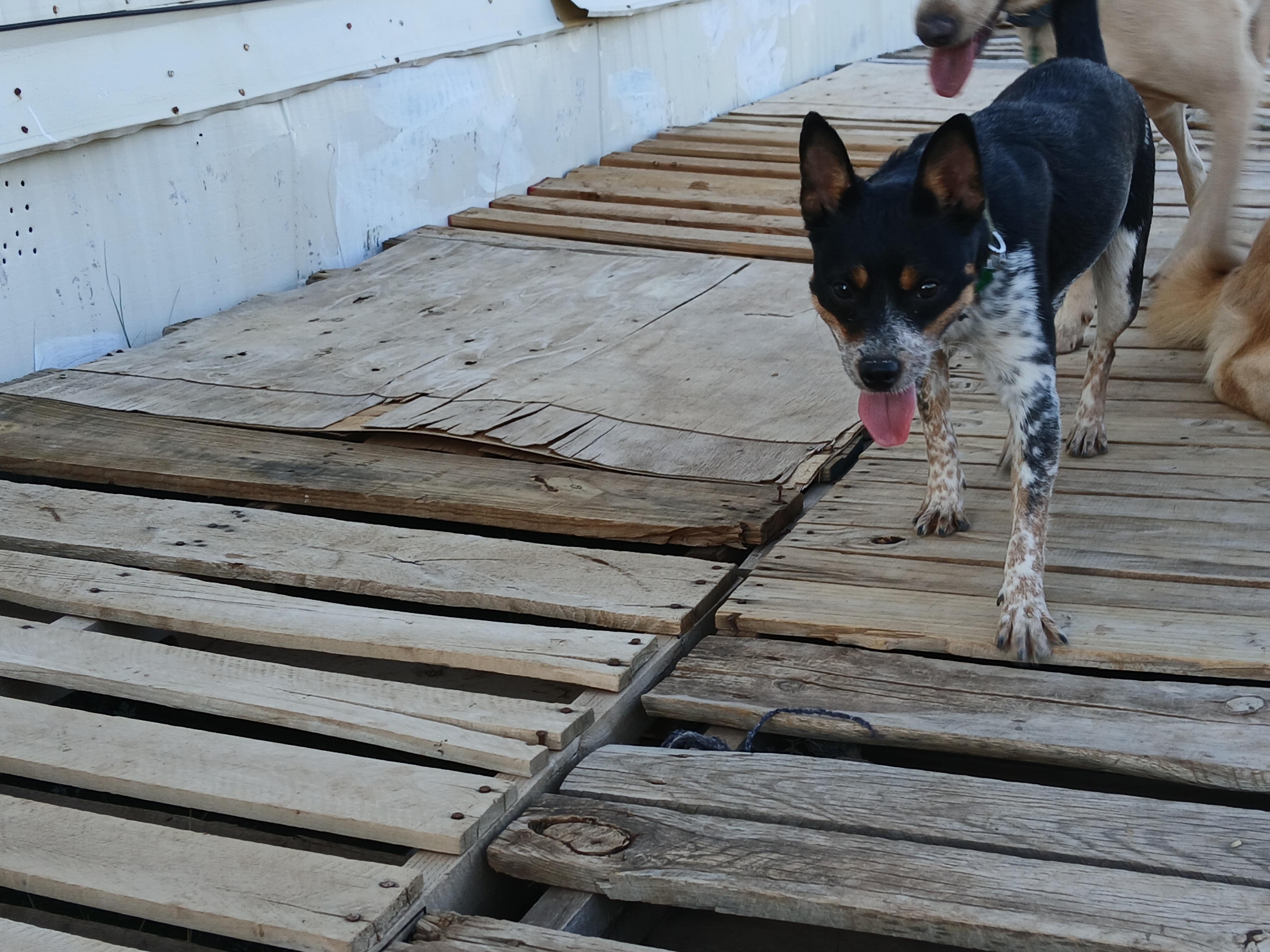 Enlarge Casey, a ADOPTABLE mixed breed in Moriarty, NM image 4/4